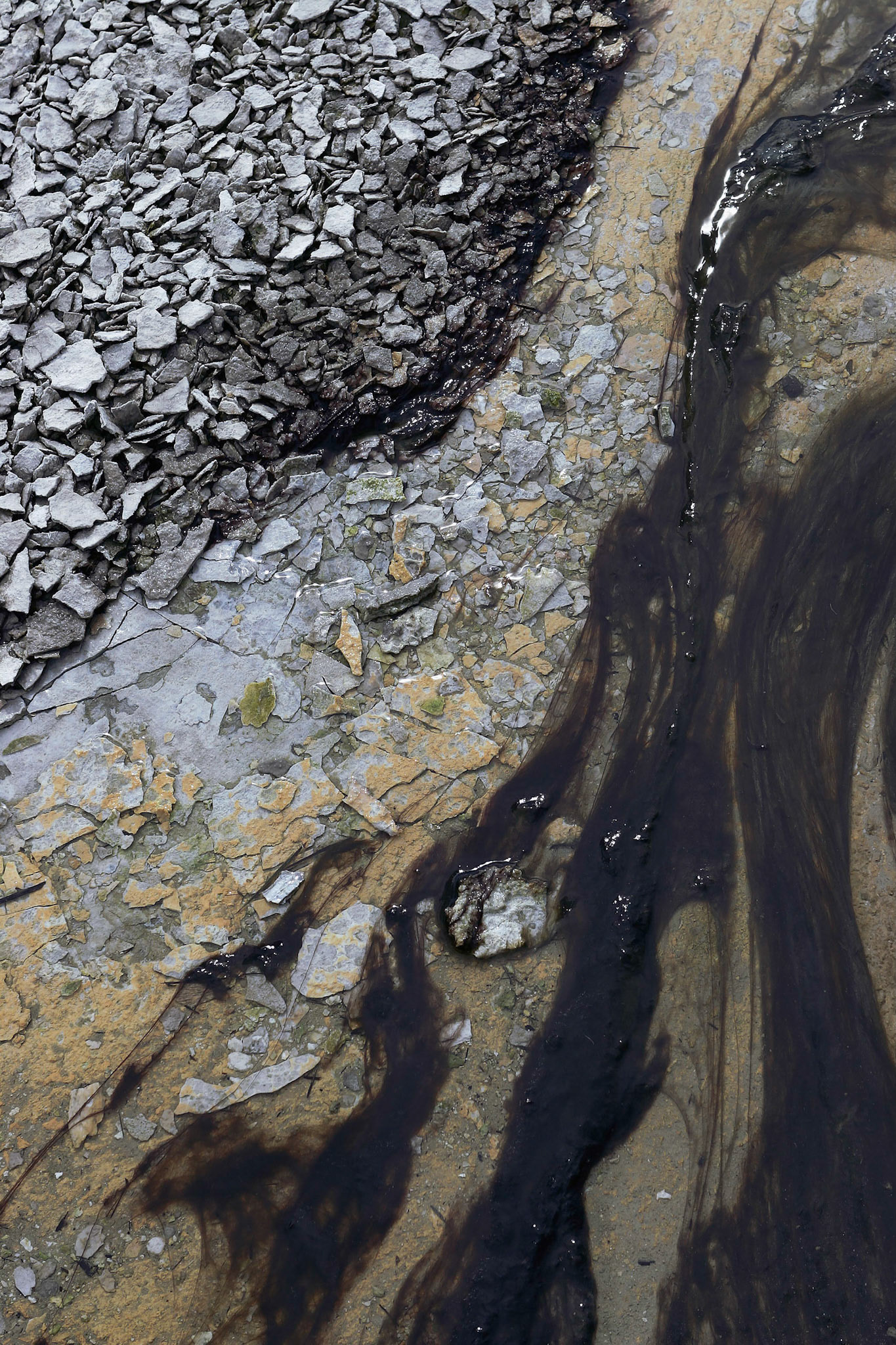 Yellowstone National Park; Norris geyser basin aera