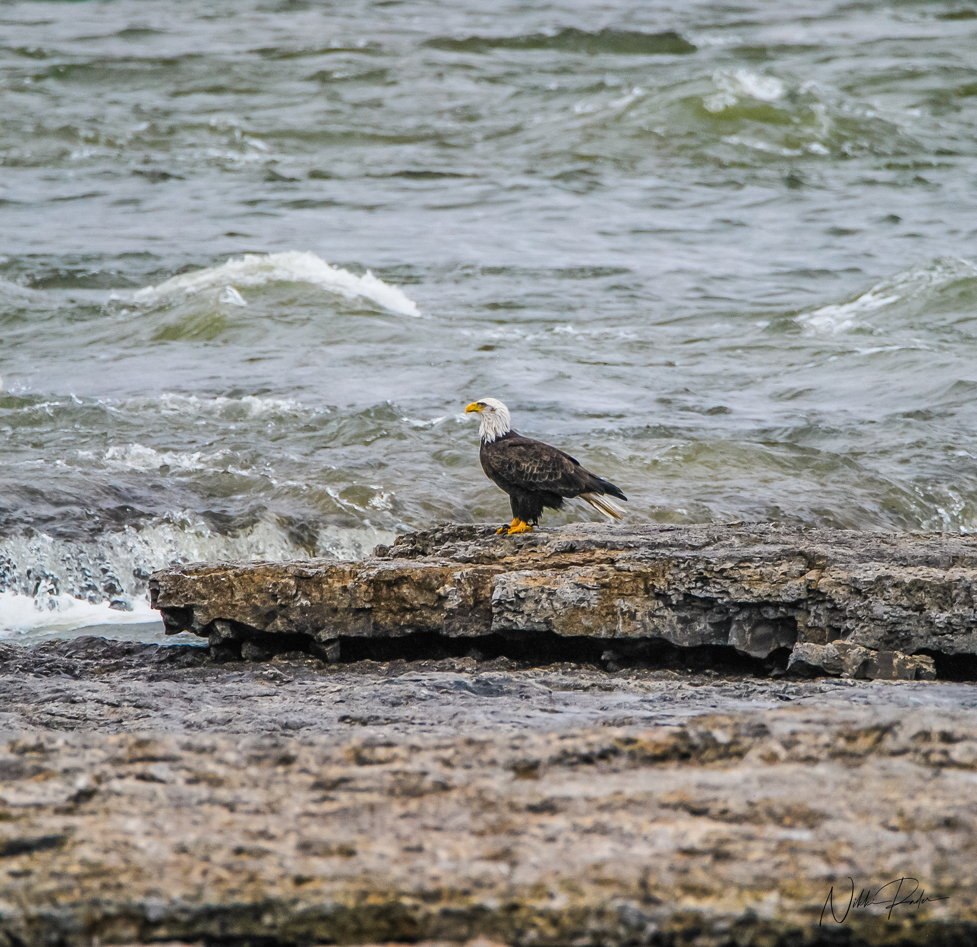 Pensacola Dam (2019) Nikon/Tamron 150-600
