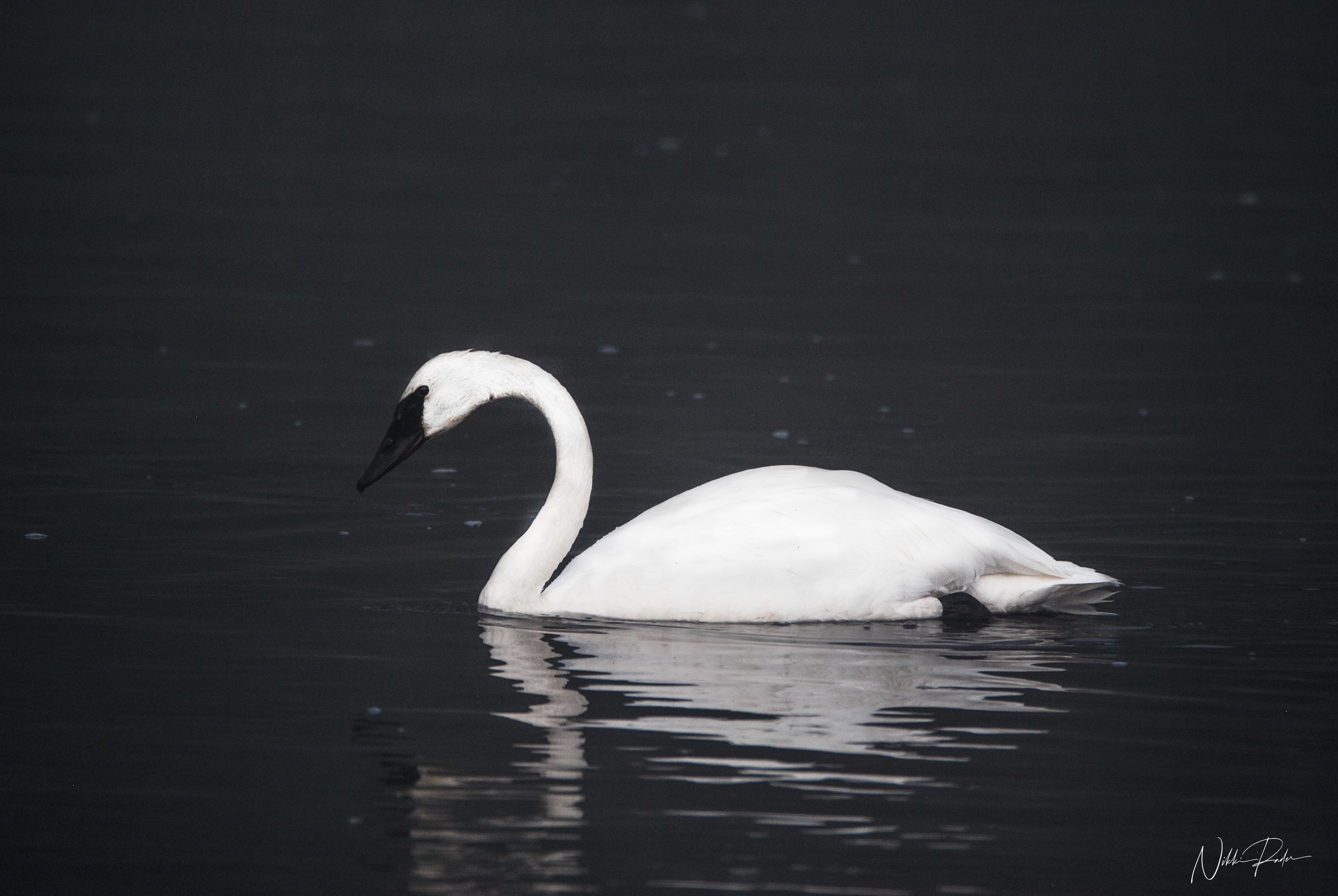 Yellowstone (2019) Nikon/Tamron 150-600