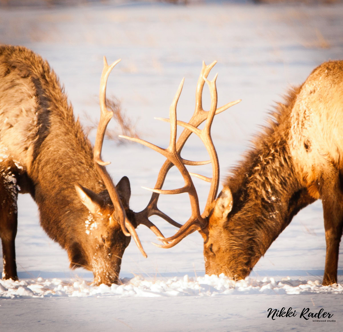 Rocky Mountain National Park (2020) Nikon/Tamron 150-600