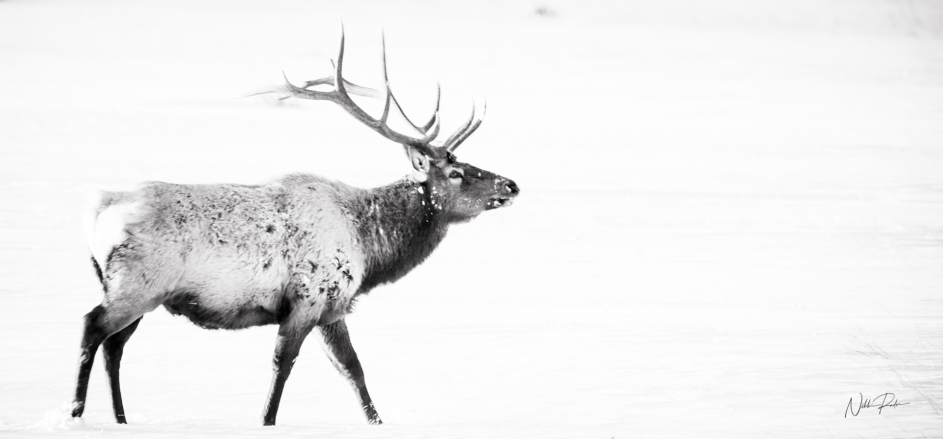 Rocky Mountain National Park (2020) Nikon/Tamron 150-600