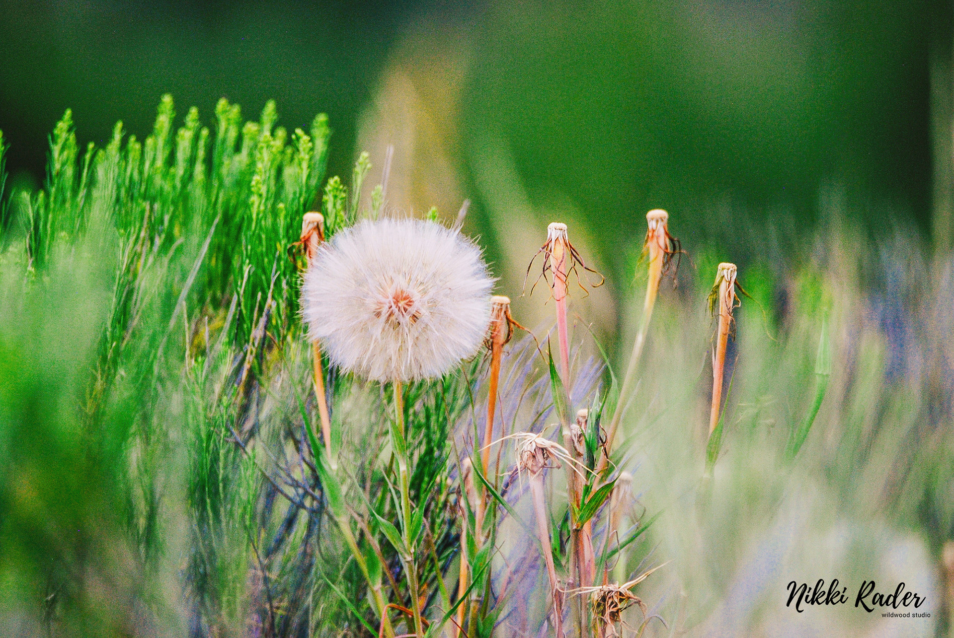 Jackson, WY (2019) Nikon/Tamron 150-600