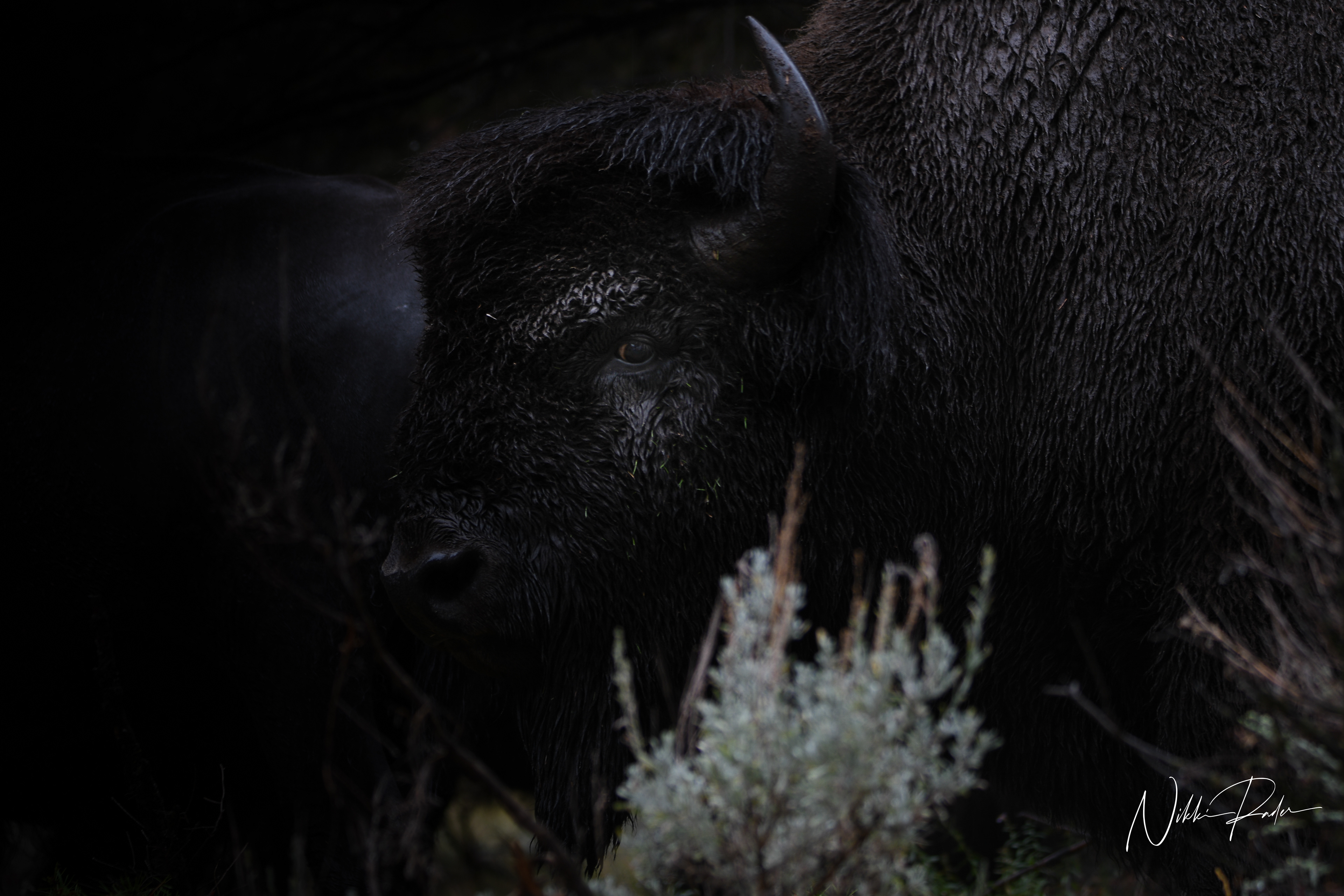 Buffalo, Yellowstone (2021)