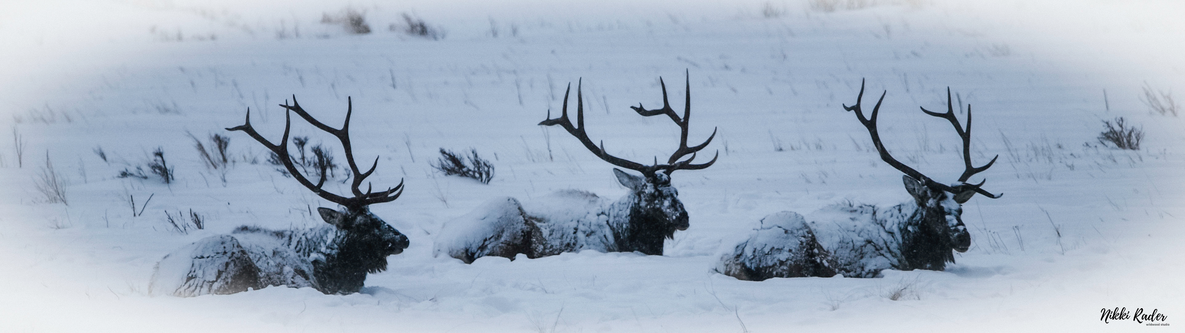 Rocky Mountain National Park (2020) Nikon/Tamron 150-600