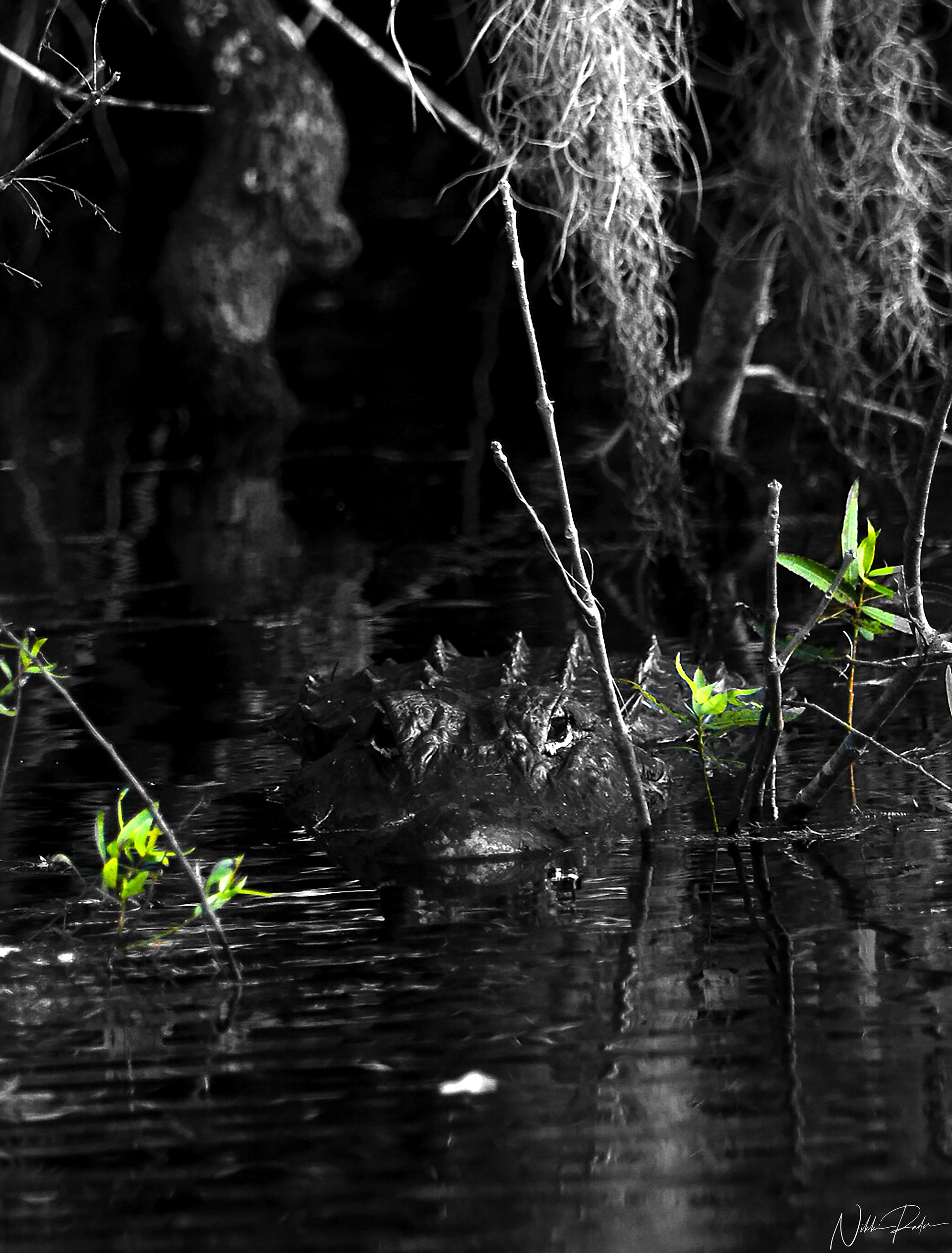 Everglades National Park(2020) Nikon/Tamron 150-600