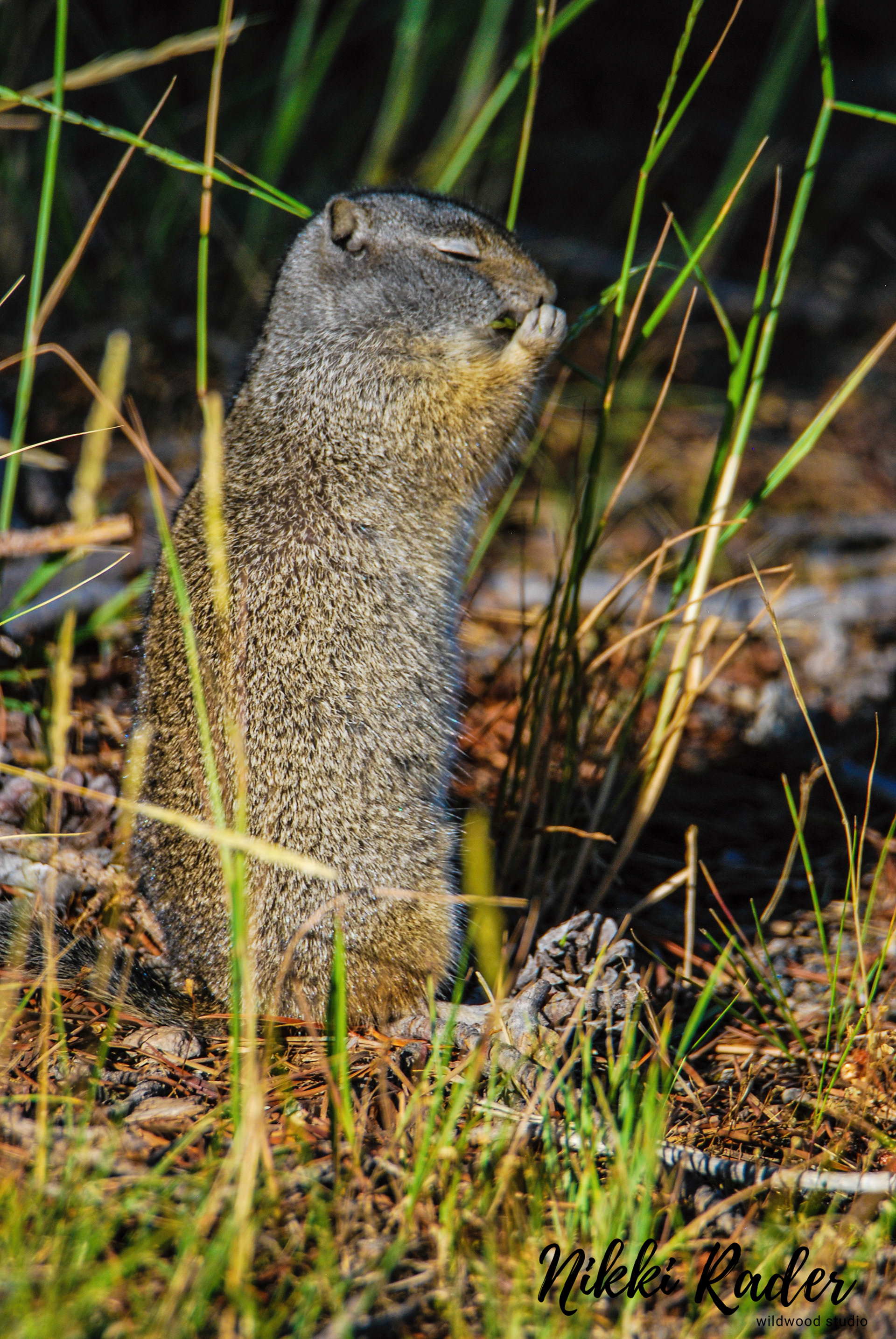 Yellowstone (2019) Nikon/Tamron 150-600