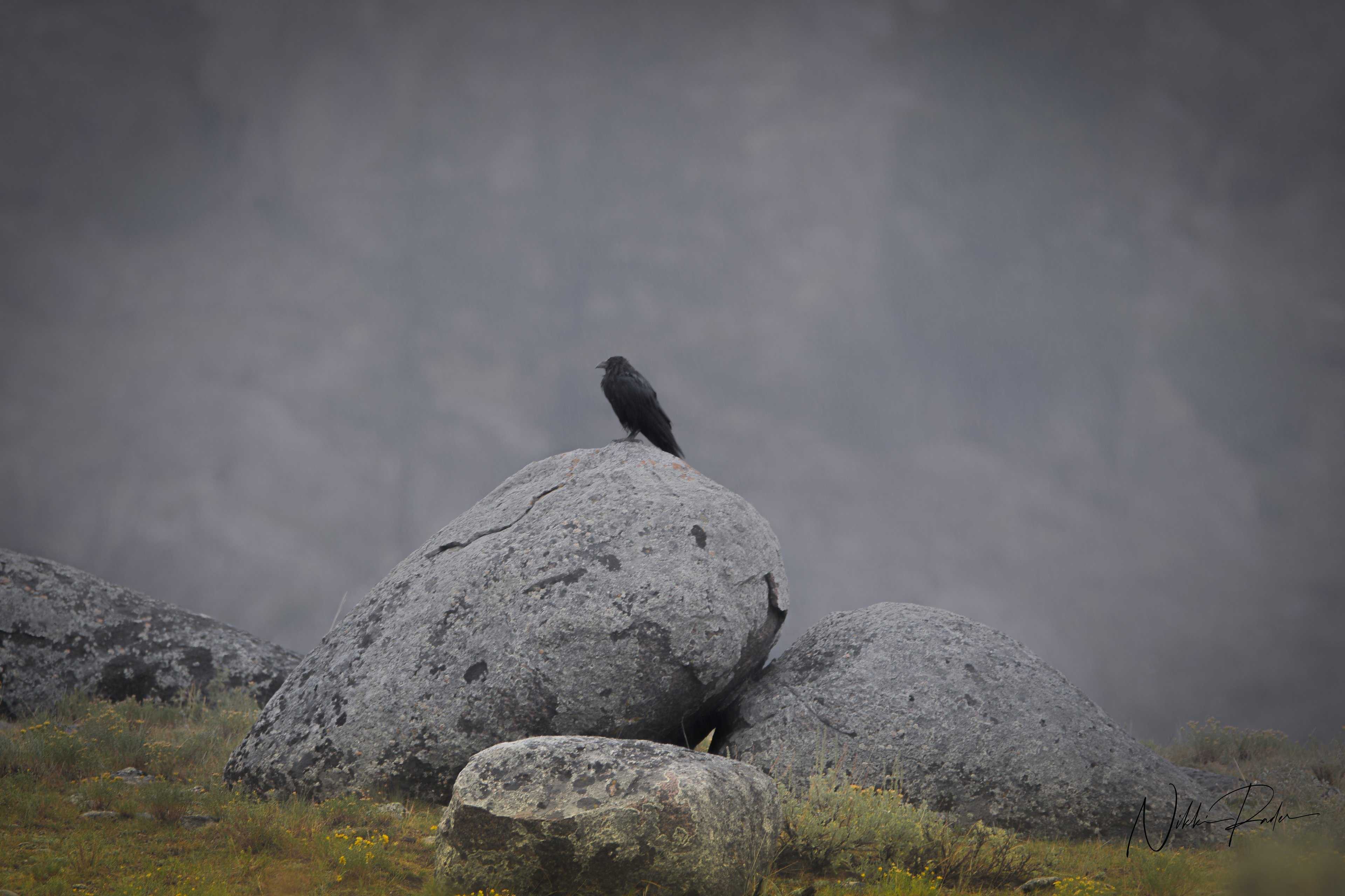 Crow, Yellowstone (2021)