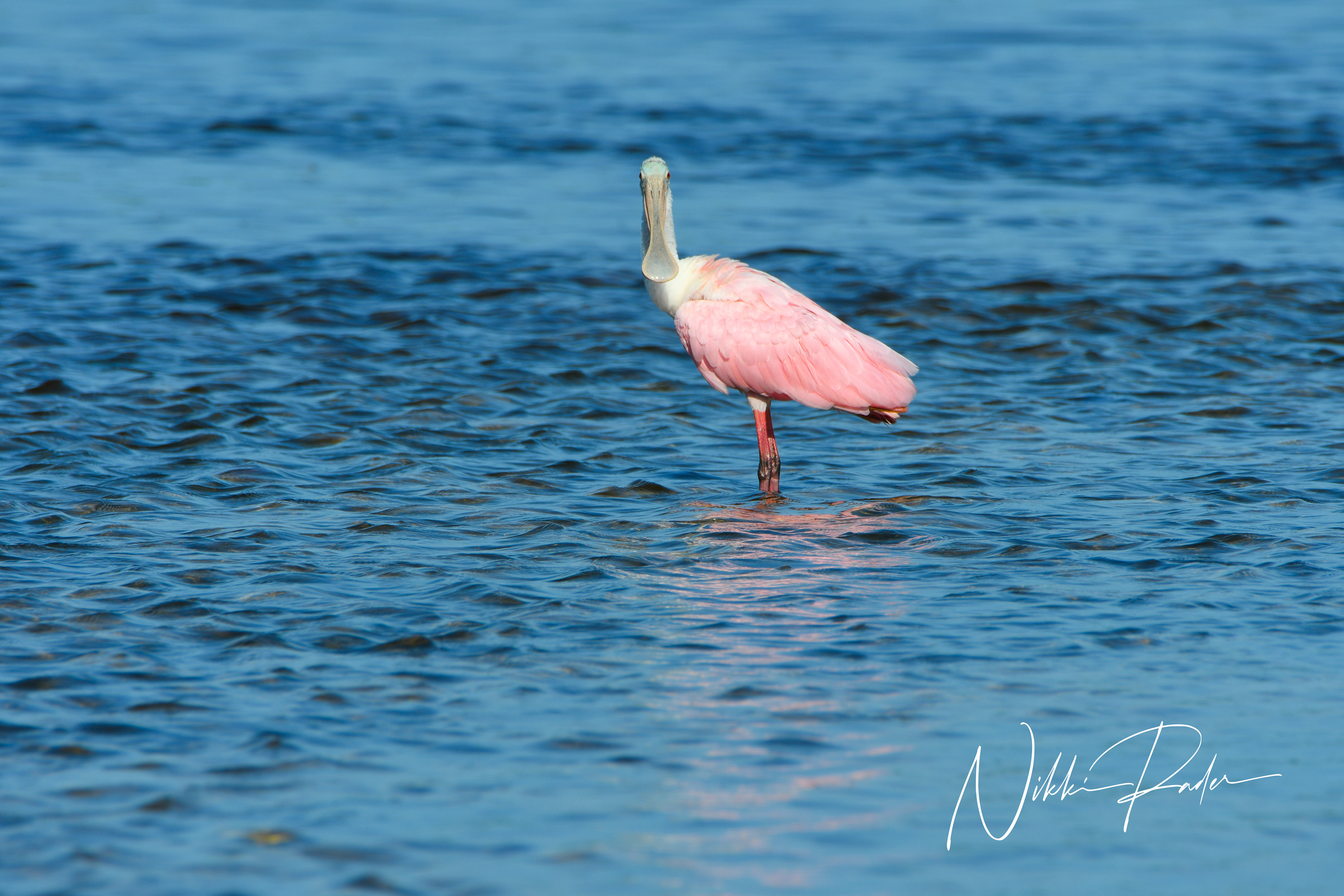 Sanibel Island (2021) Nikon/Tamron 150-600