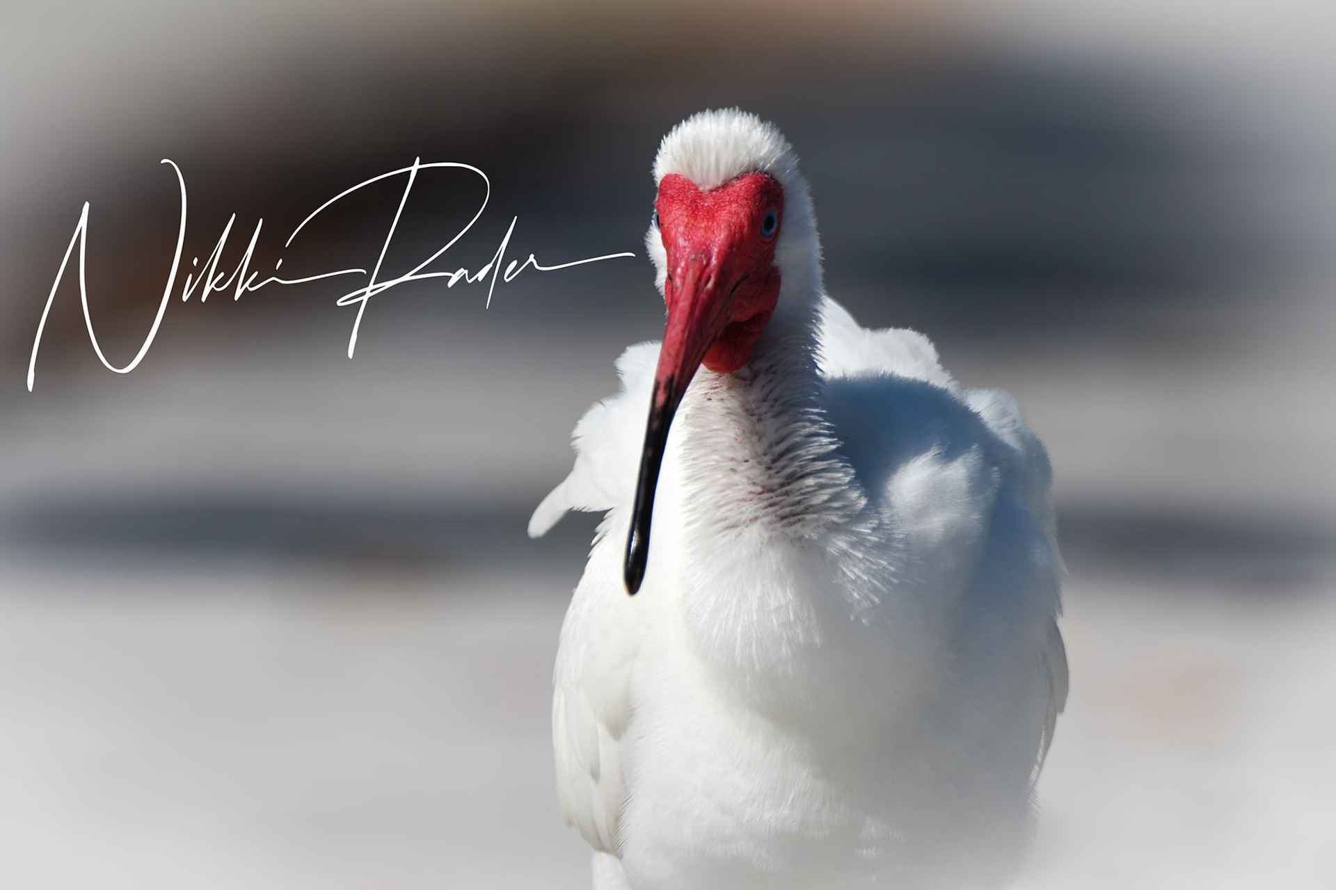 Key West, Florida 2021 Nikon/Tamron 150-600