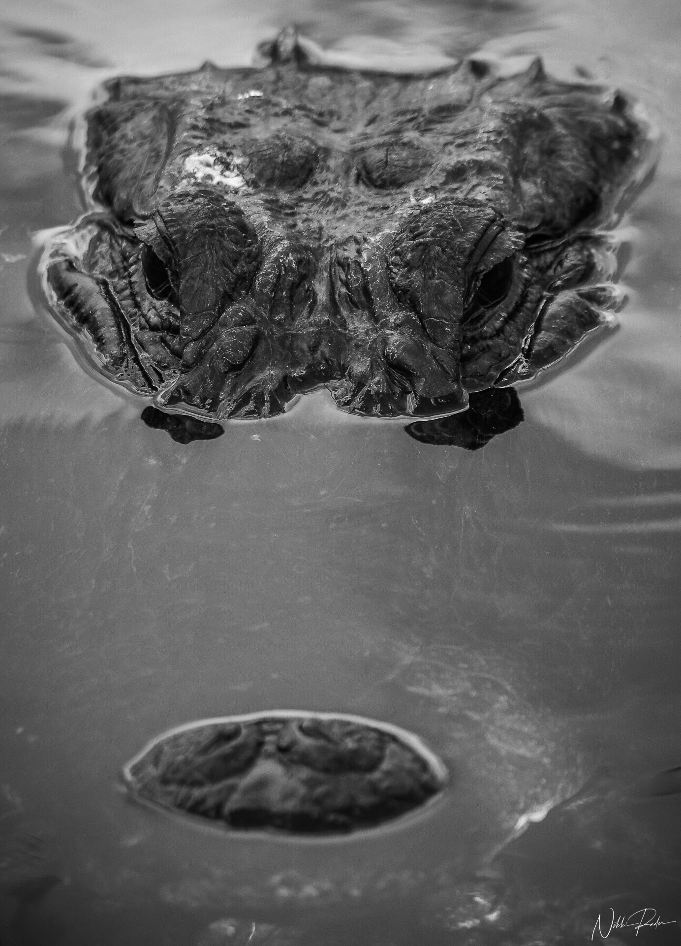 Everglades National Park(2020) Nikon/Tamron 150-600