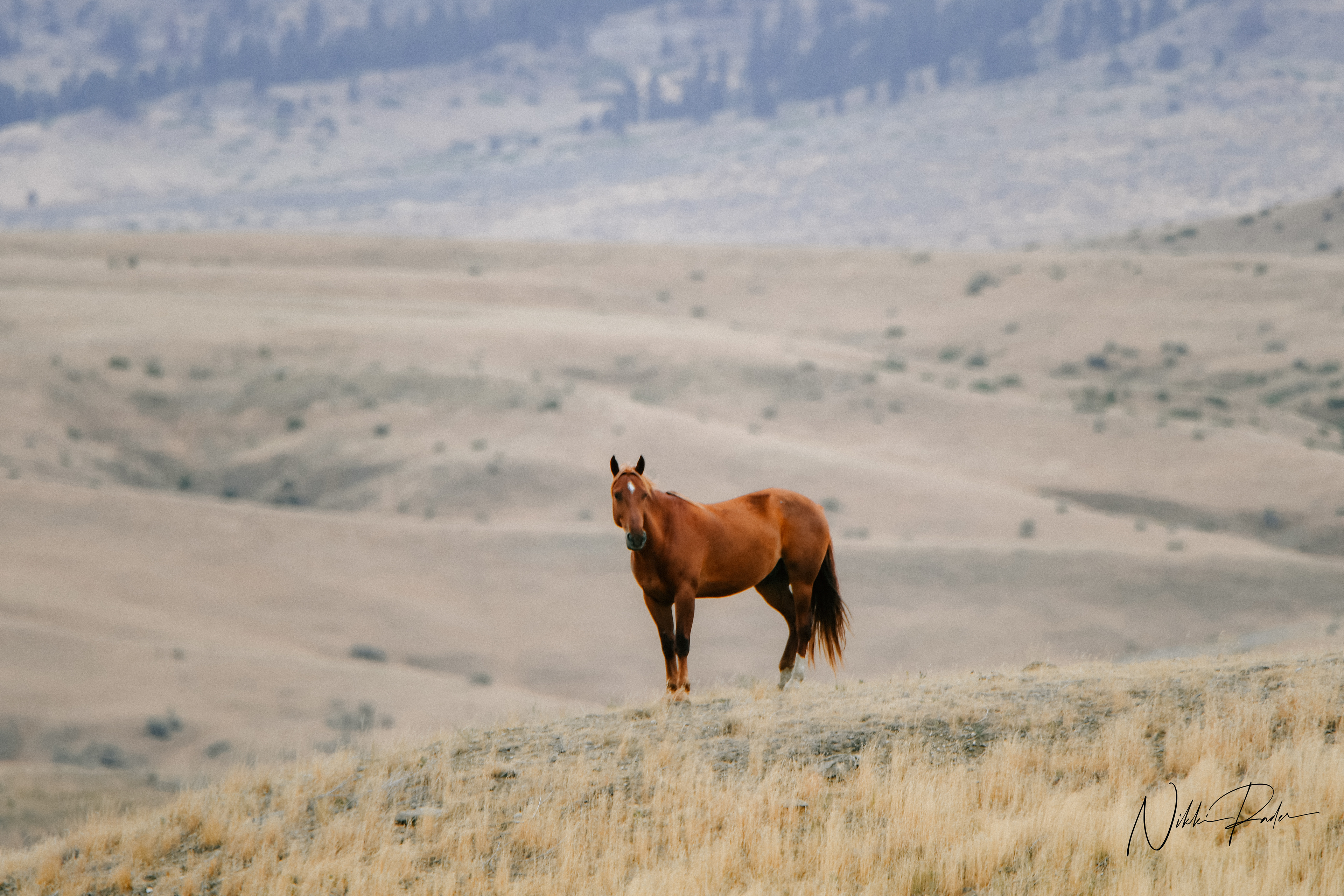 Horse, Little Big Horn Battle Field (2021)