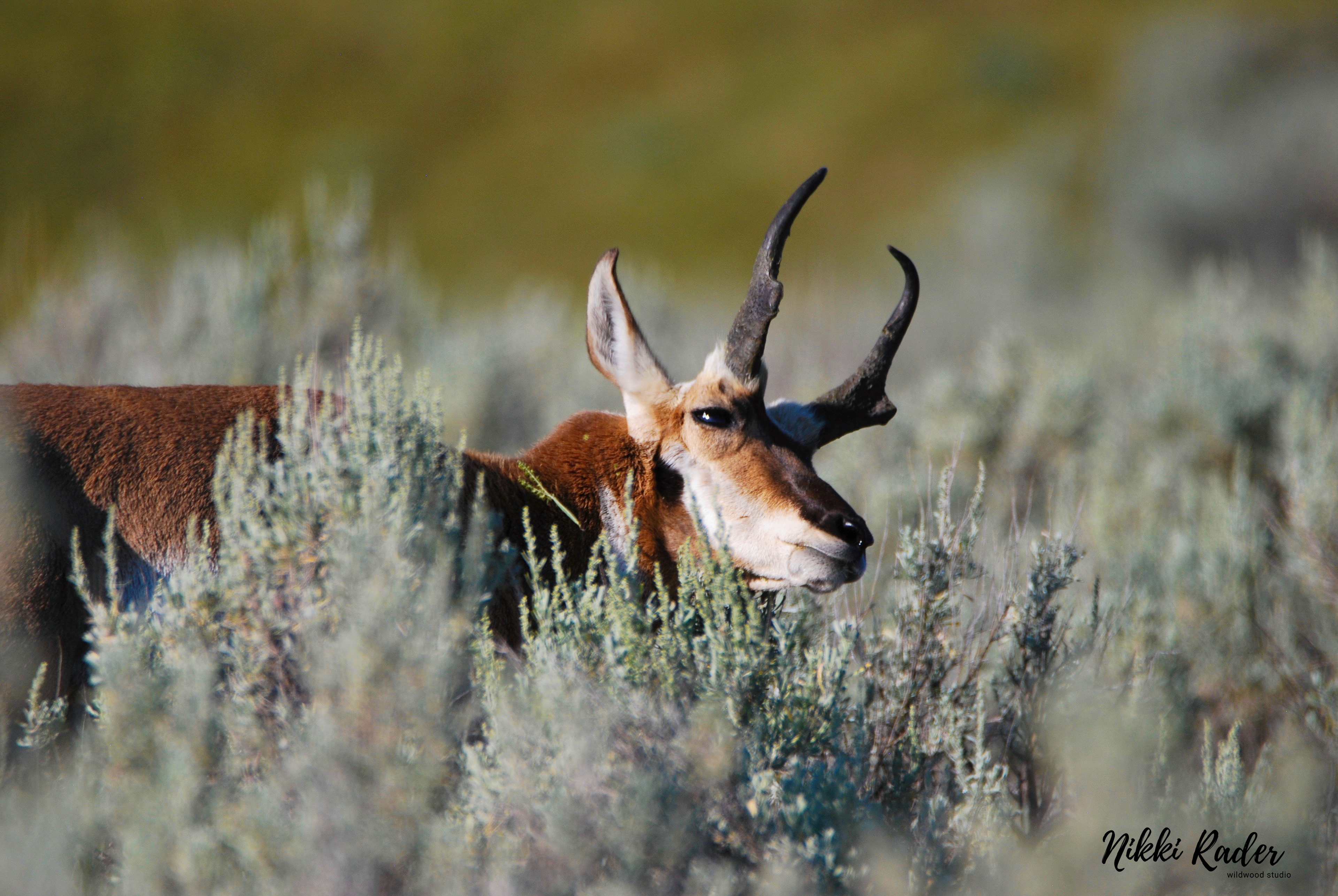 Yellowstone (2019) Nikon/Tamron 150-600