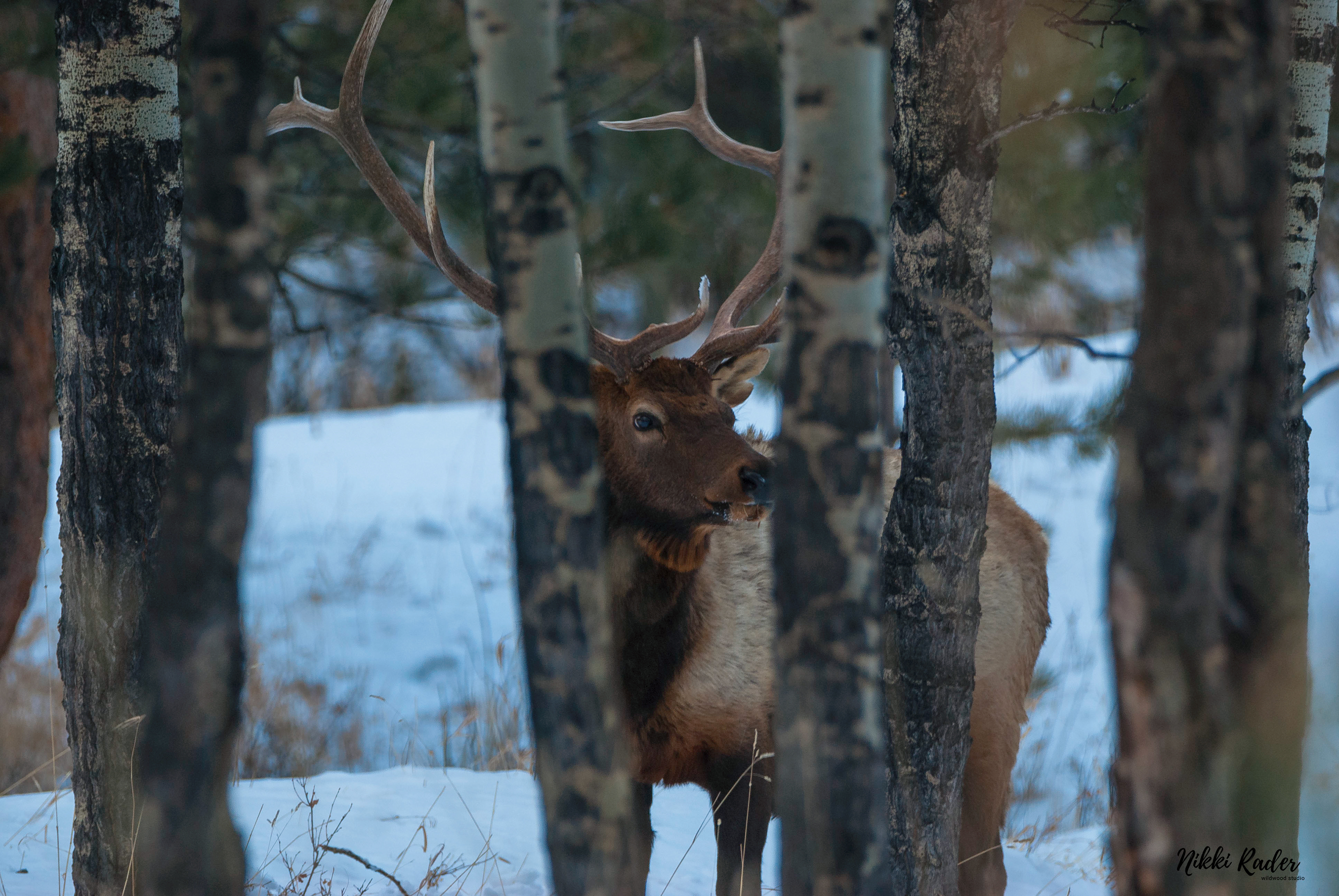 Rocky Mountain National Park (2020) Nikon/Tamron 150-600