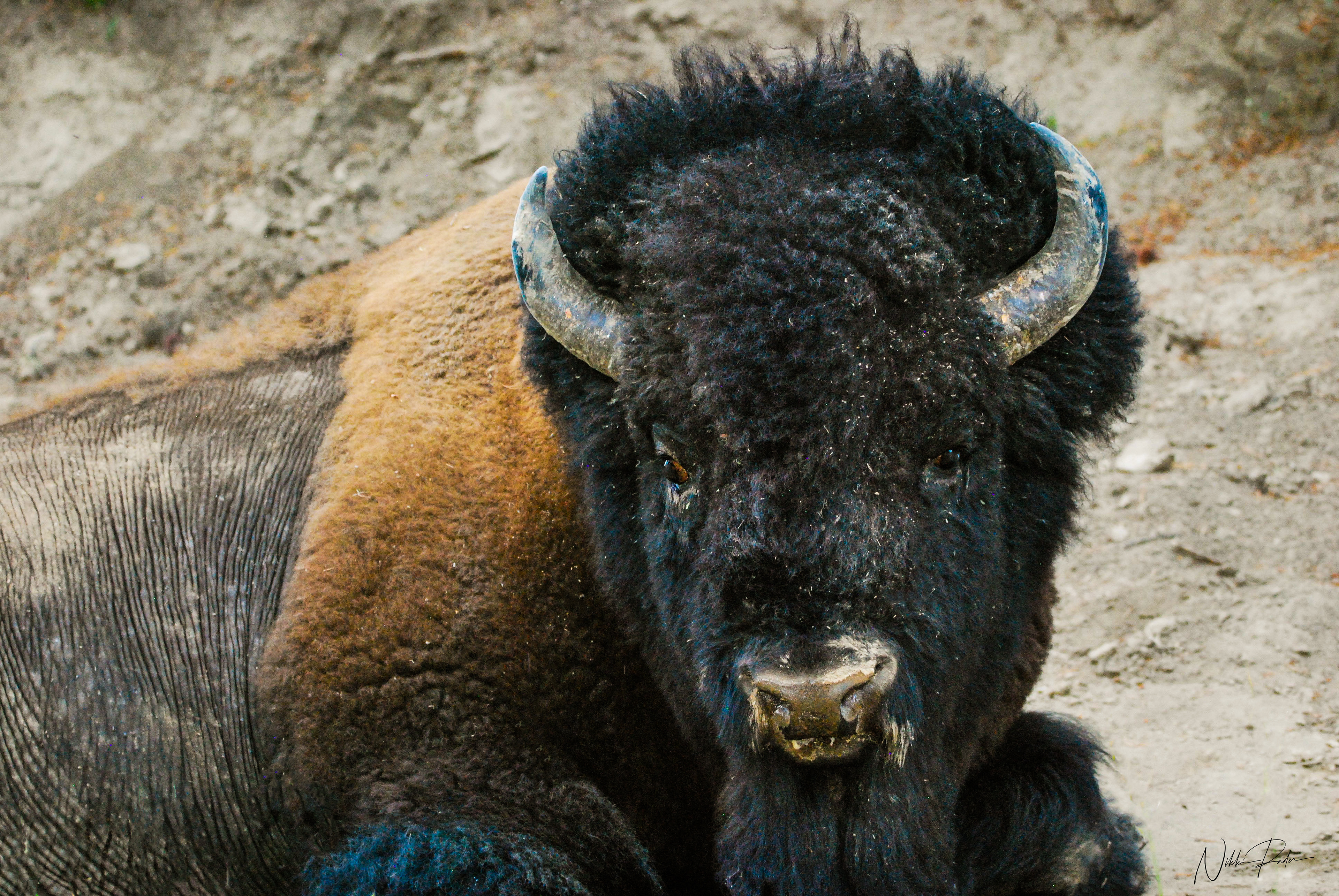 Yellowstone (2019) Nikon/Tamron 150-600
