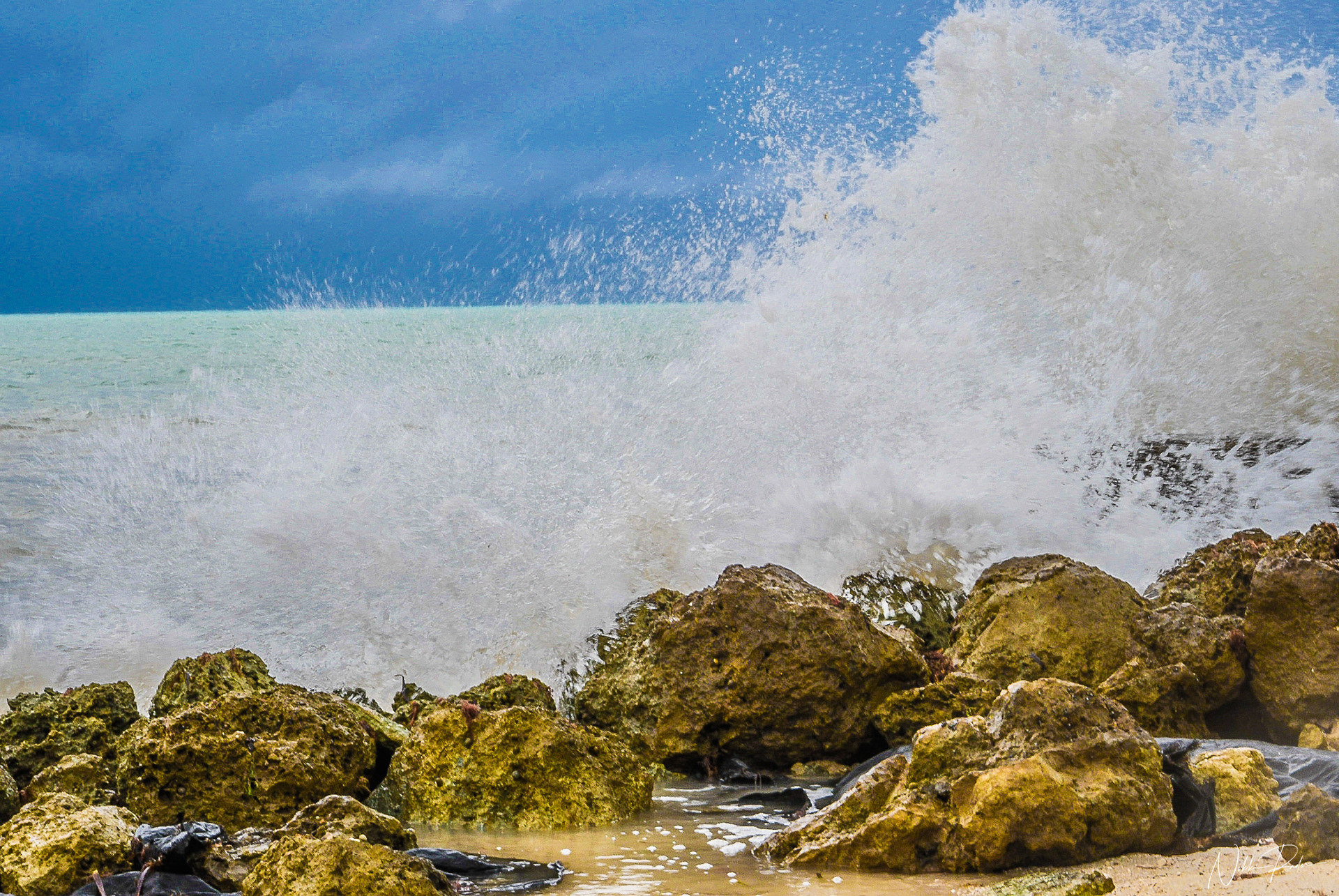 Key West (2020) Nikon/Tamron 150-600