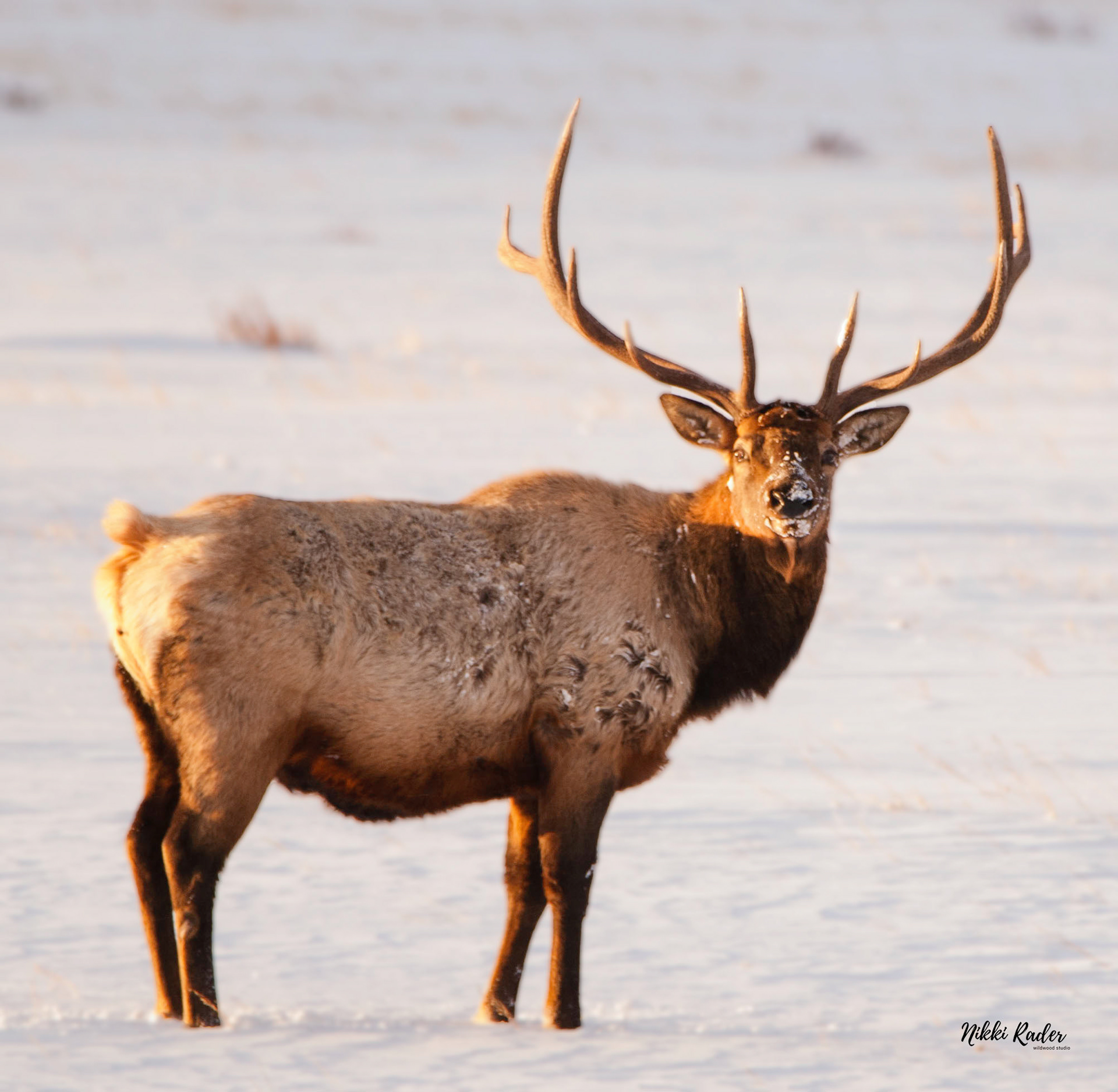 Rocky Mountain National Park (2020) Nikon/Tamron 150-600