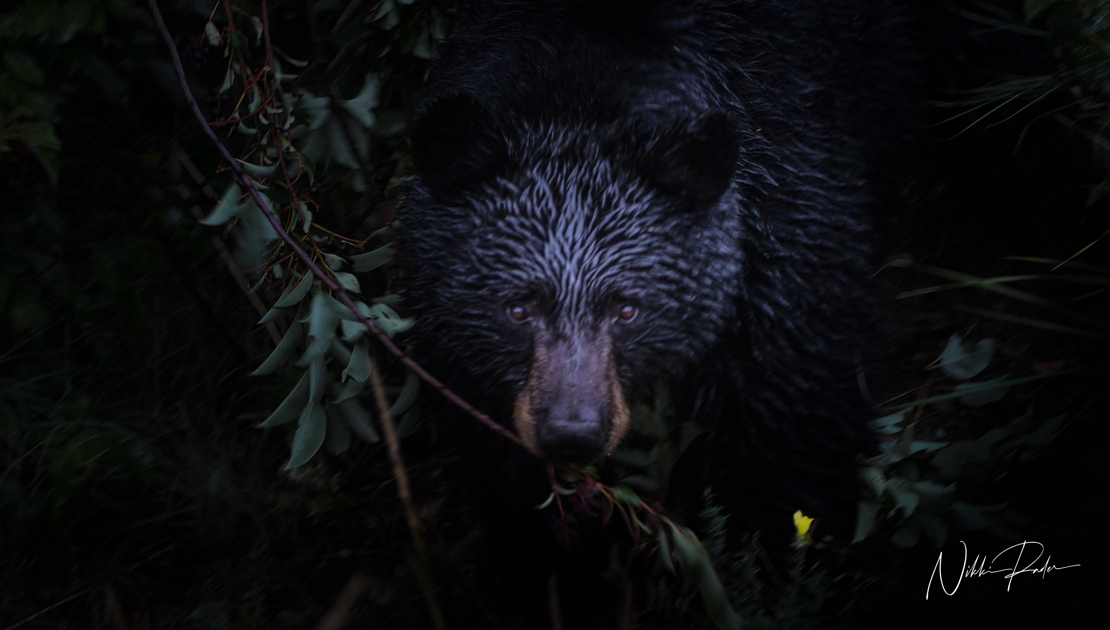 Black Bear, Yellowstone (2021)