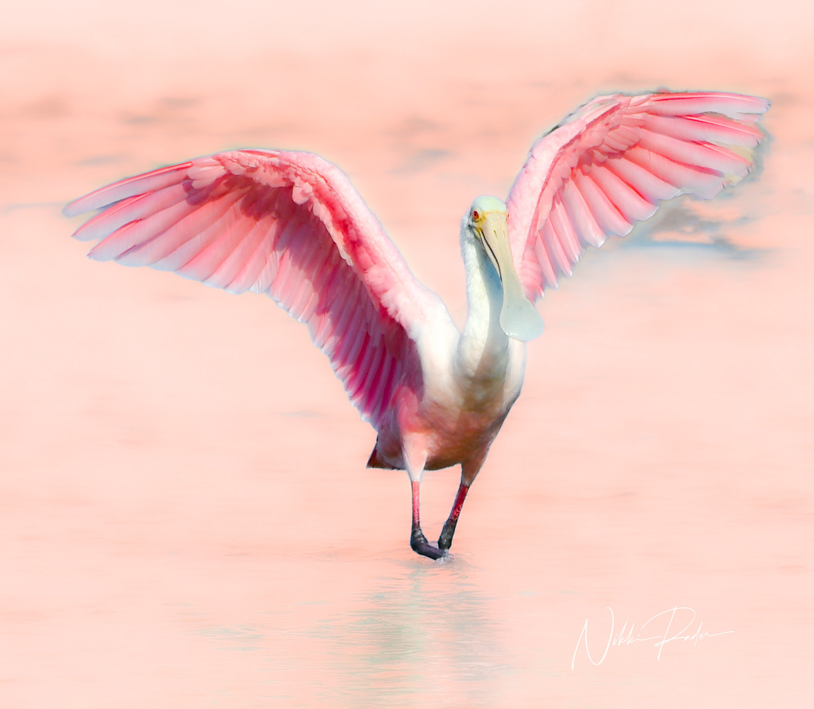 Sanibel Island (2021) Nikon/Tamron 150-600