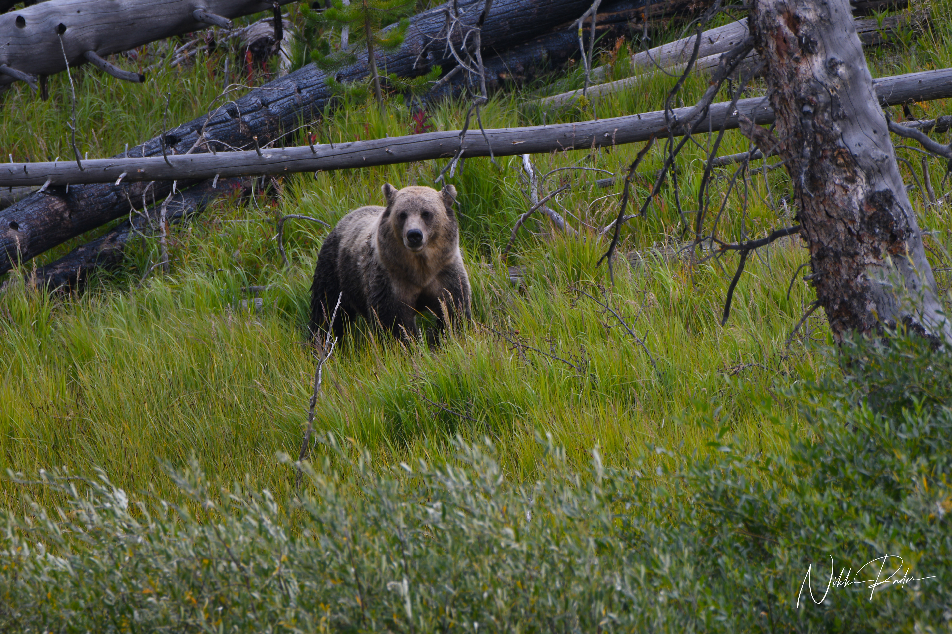 Grizzly, Yellowstone (2021)