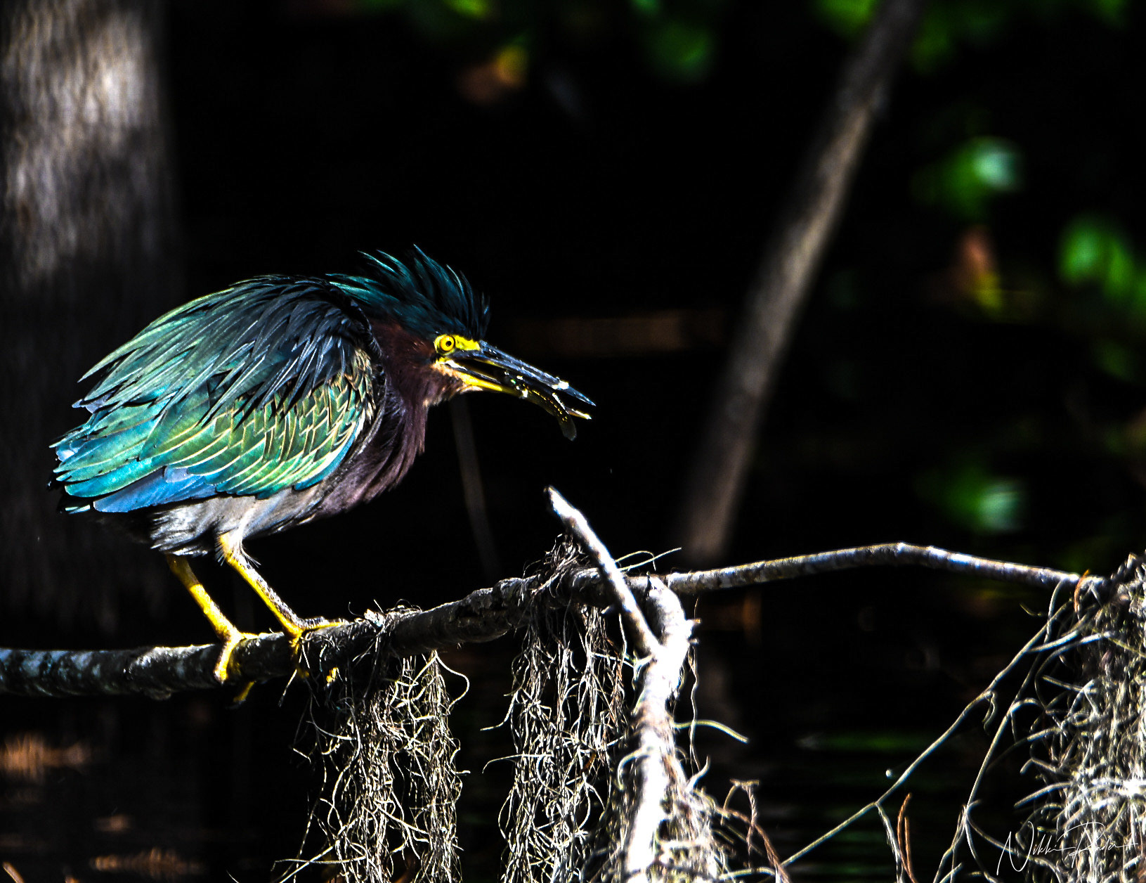 Everglades National Park(2020) Nikon/Tamron 150-600