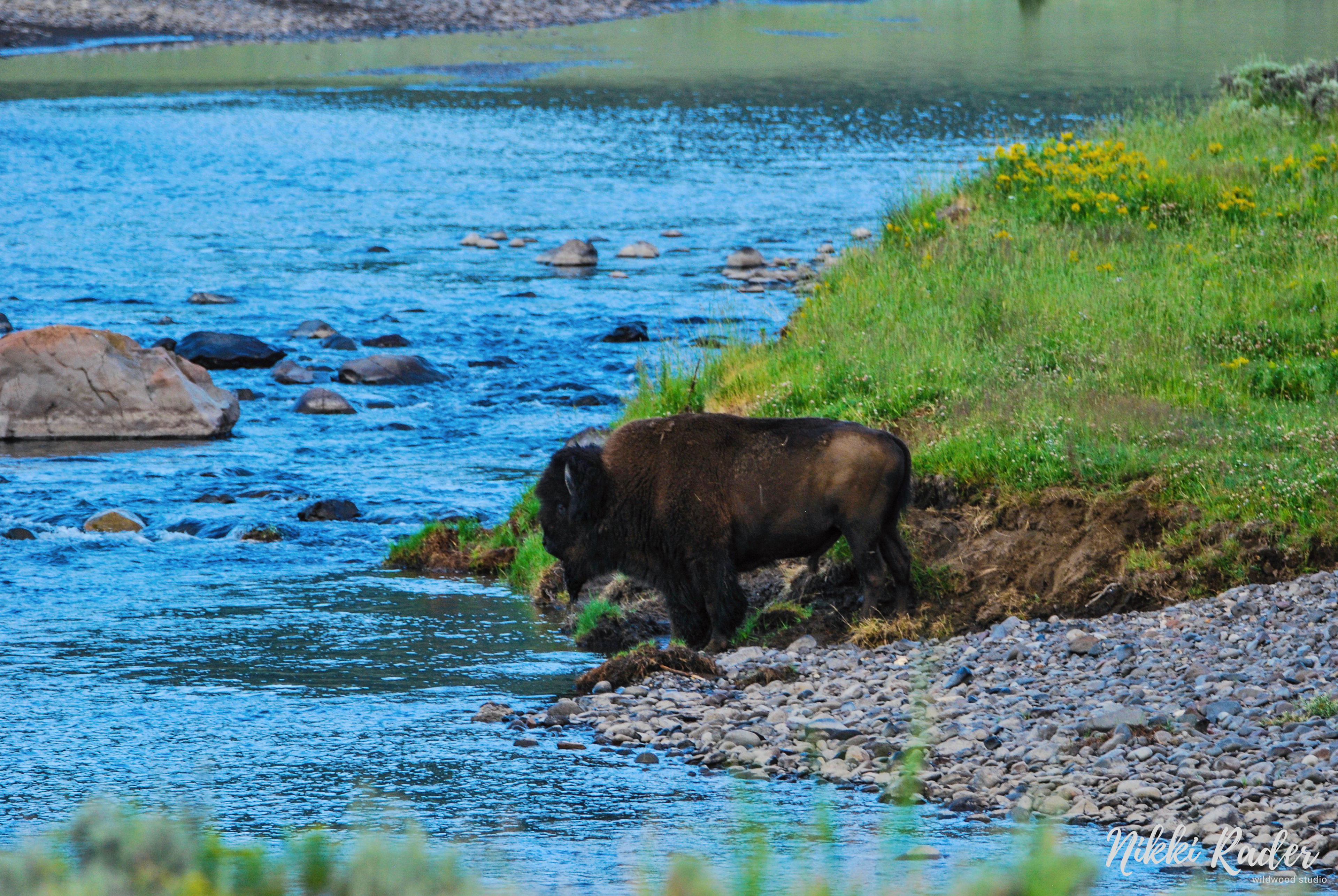 Yellowstone (2019) Nikon/Tamron 150-600