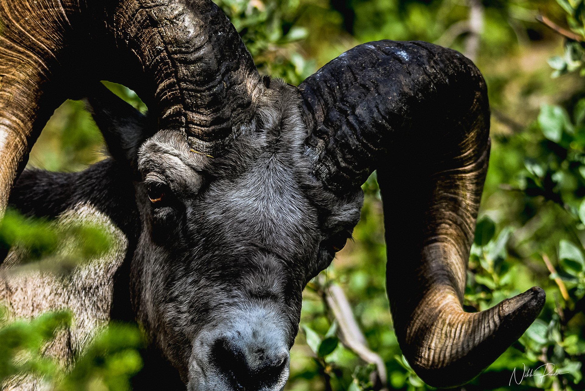 Glacier National Park (2020) Nikon/Tamron 150-600