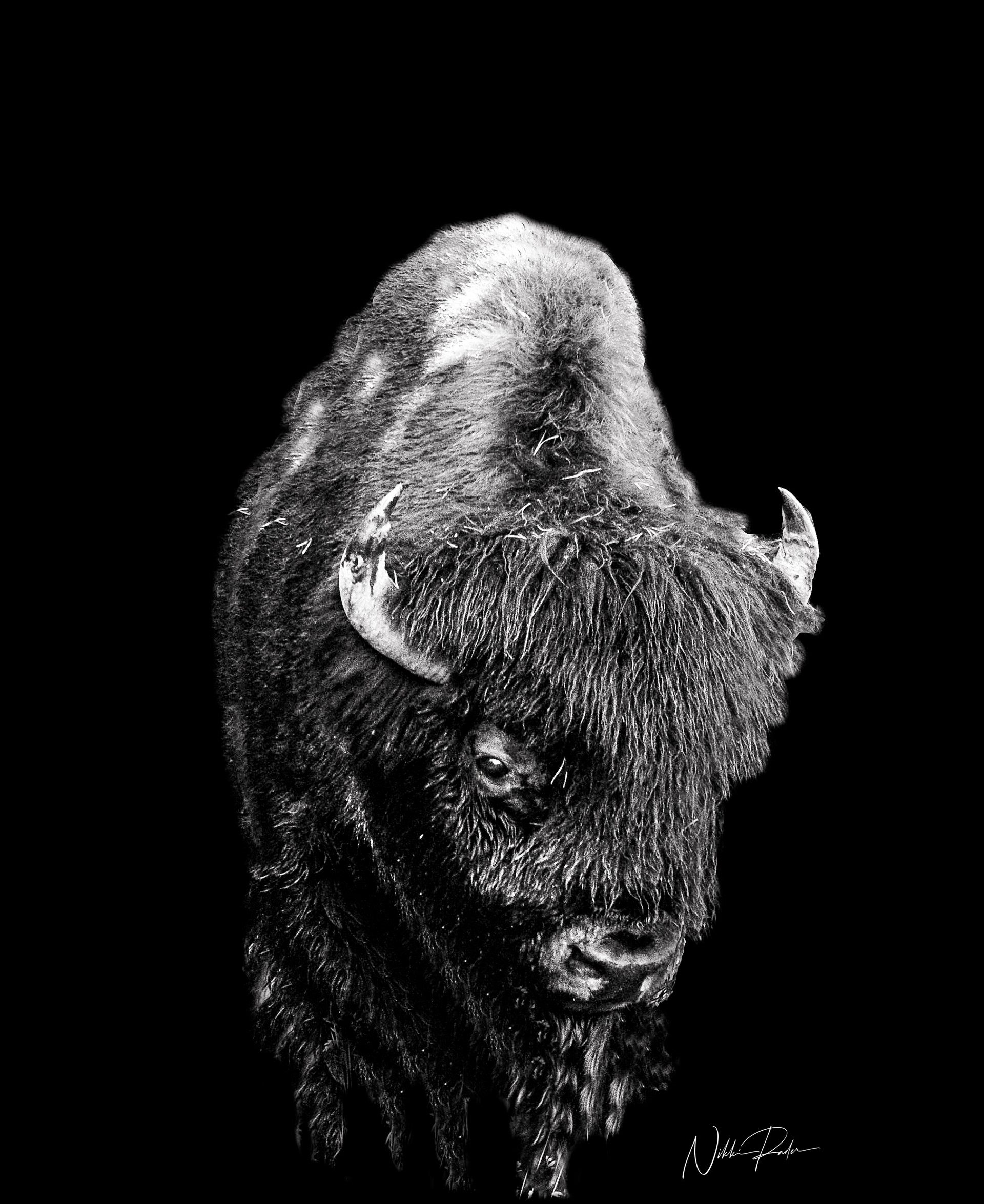 Yellowstone (2019) Nikon/Tamron 150-600