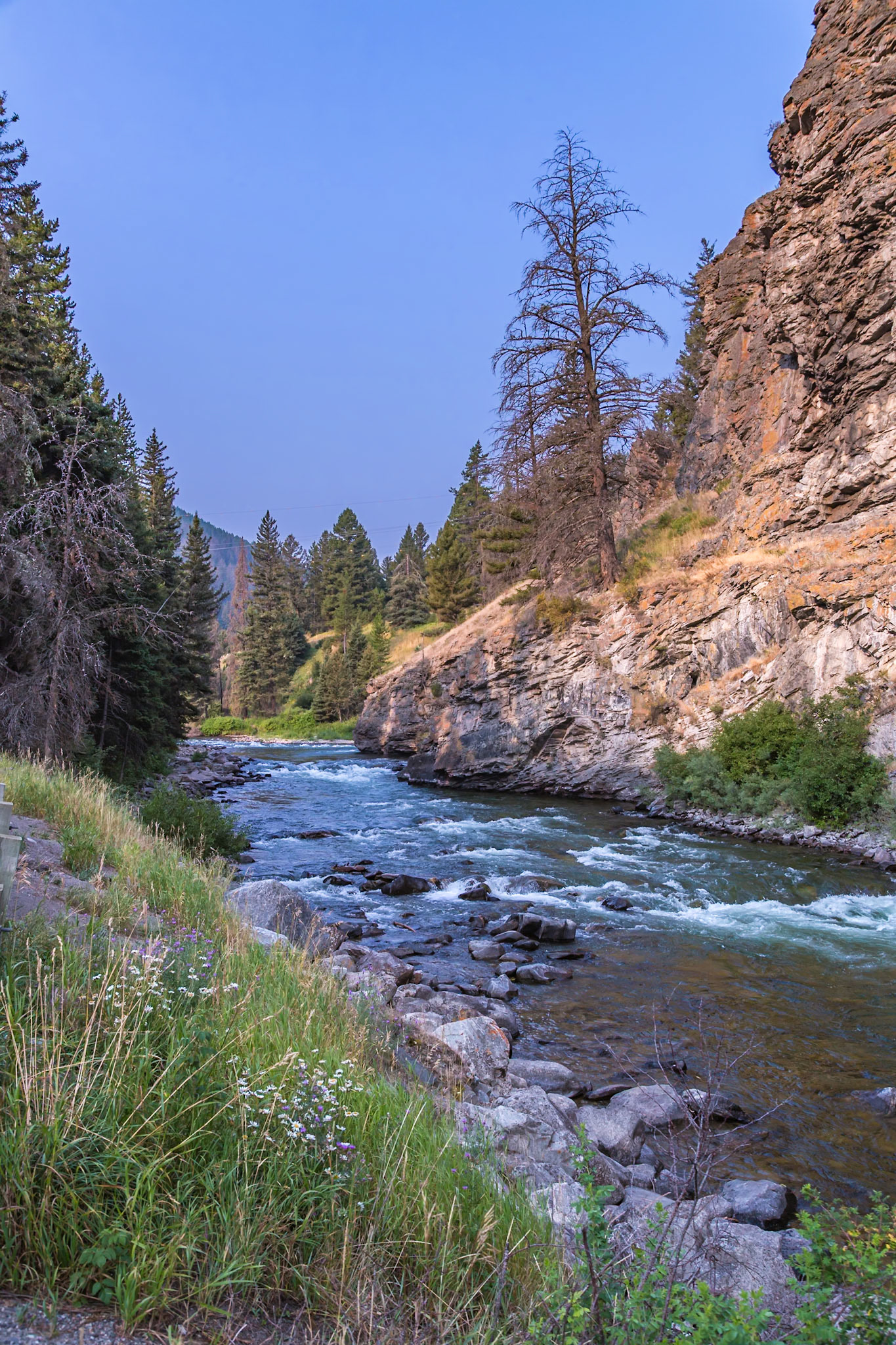 180819_091 Madison River flowing through pine trees along Hwy 191 near the west gate of Yellowstone National Park in Wyoming