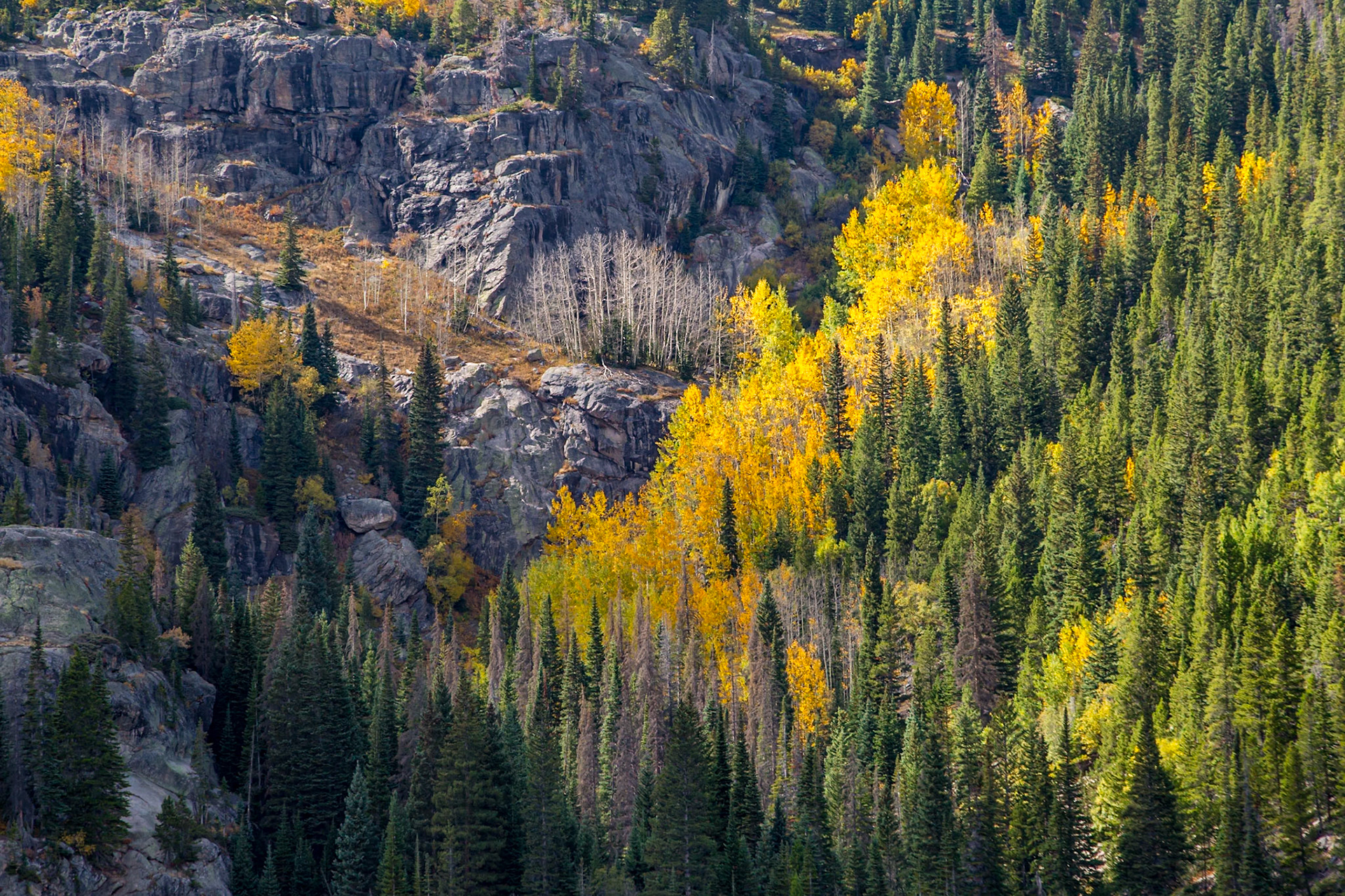 180918_035 Evergreen forest with colordul Aspen trees growing on the rugged mountainside at Bear Lake in Rocky Mountain National Park, Colorado