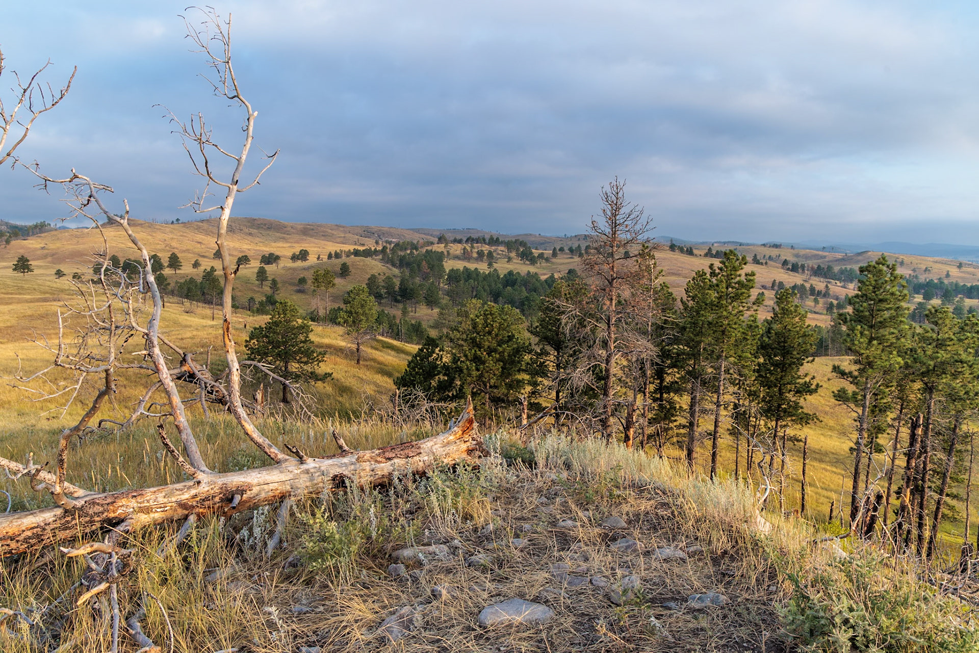 240817_018 Rolling hills in Custer State Park, South Dakota, USA