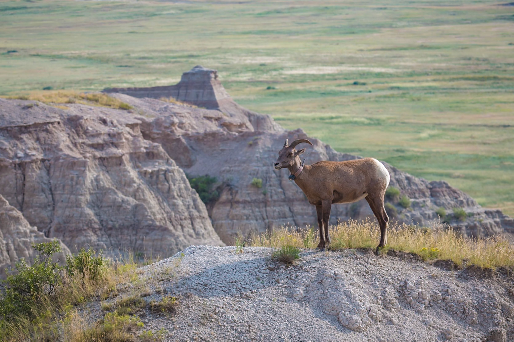 180816_233 Tagged Bighorn Sheep on a rock formation overlooking colorful layers of sedimentary rock  in the Badlands National Park in South Dakota, USA