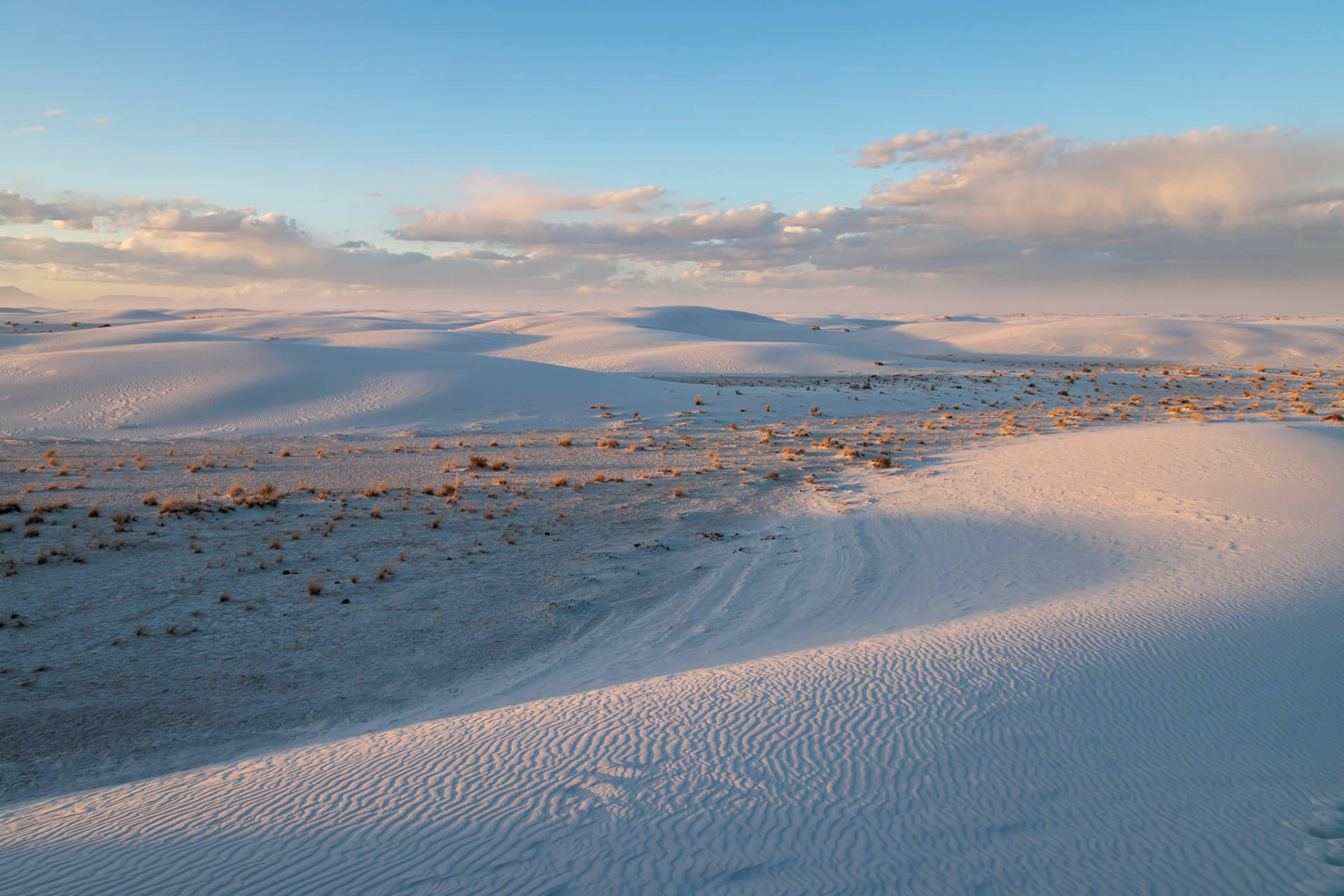 230323_175 Desert grasses in flatter areas of the White Sands National Park in Alamogordo, New Mexico, USA