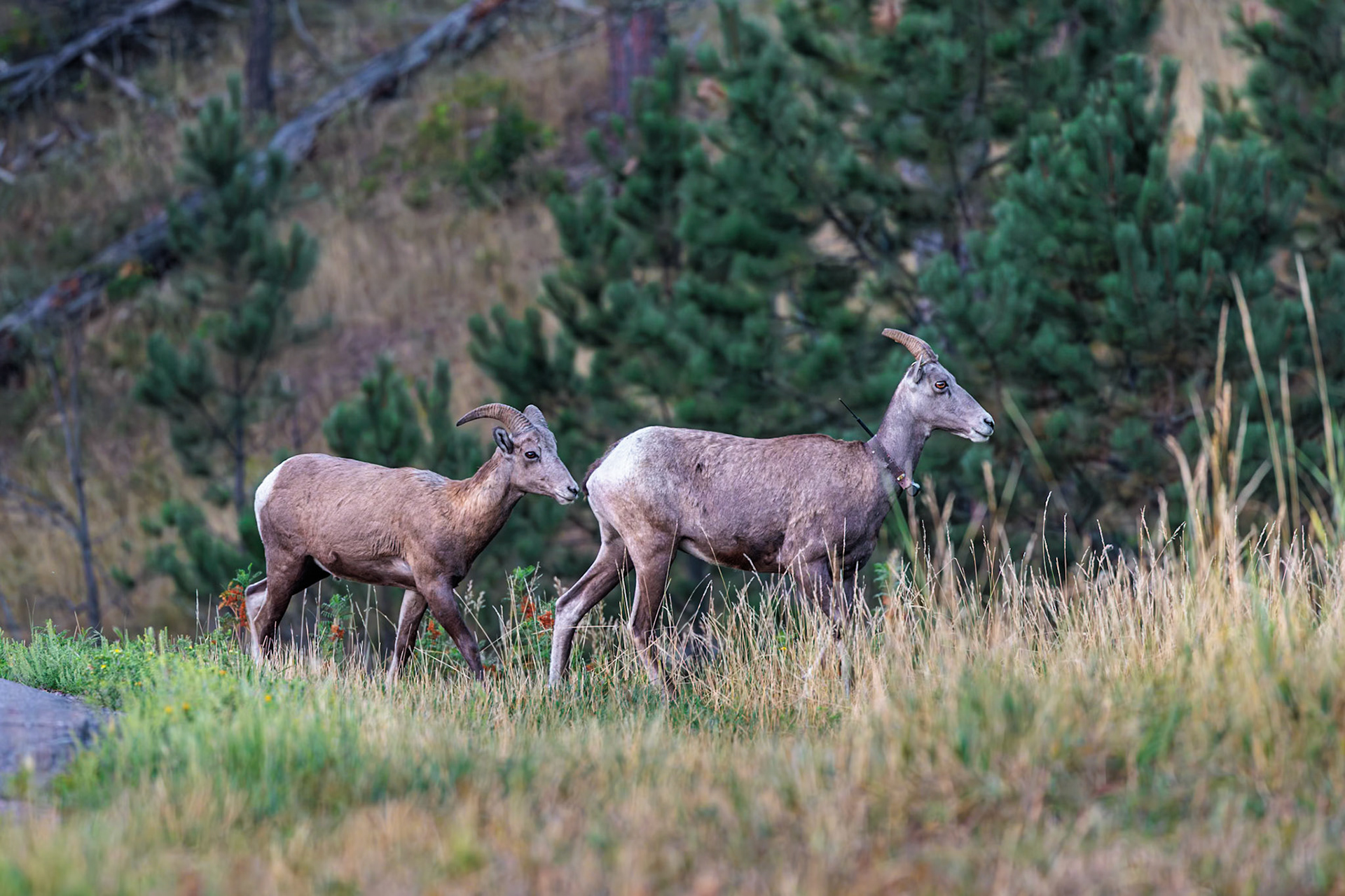 240821_017-E Big horn sheep walking through Custer State Park, South Dakota, USA