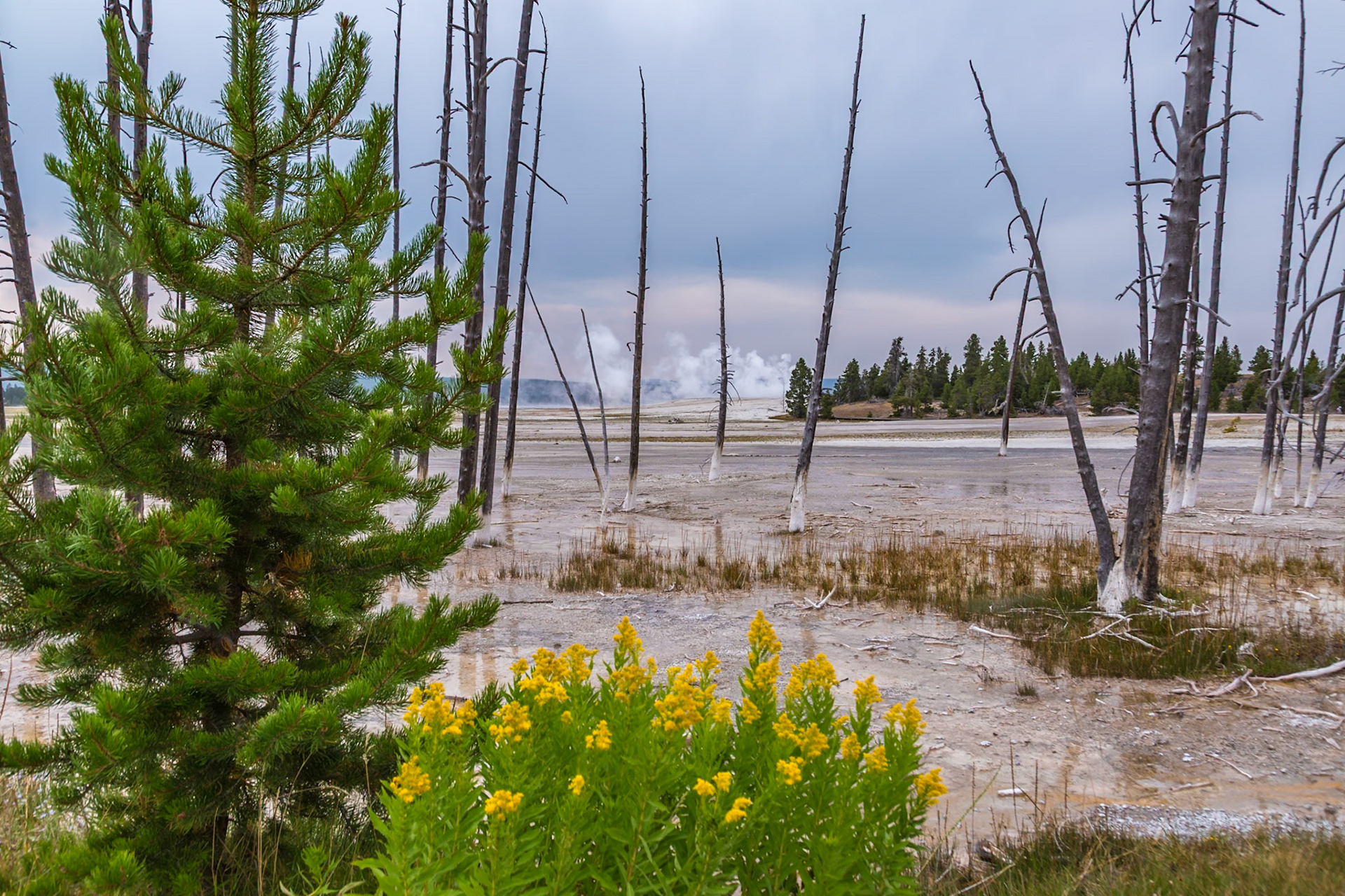 180818_031 Trees killed by the natural hydrothermal environment of the Fountain Paint Pot area in Yellowstone National Park
