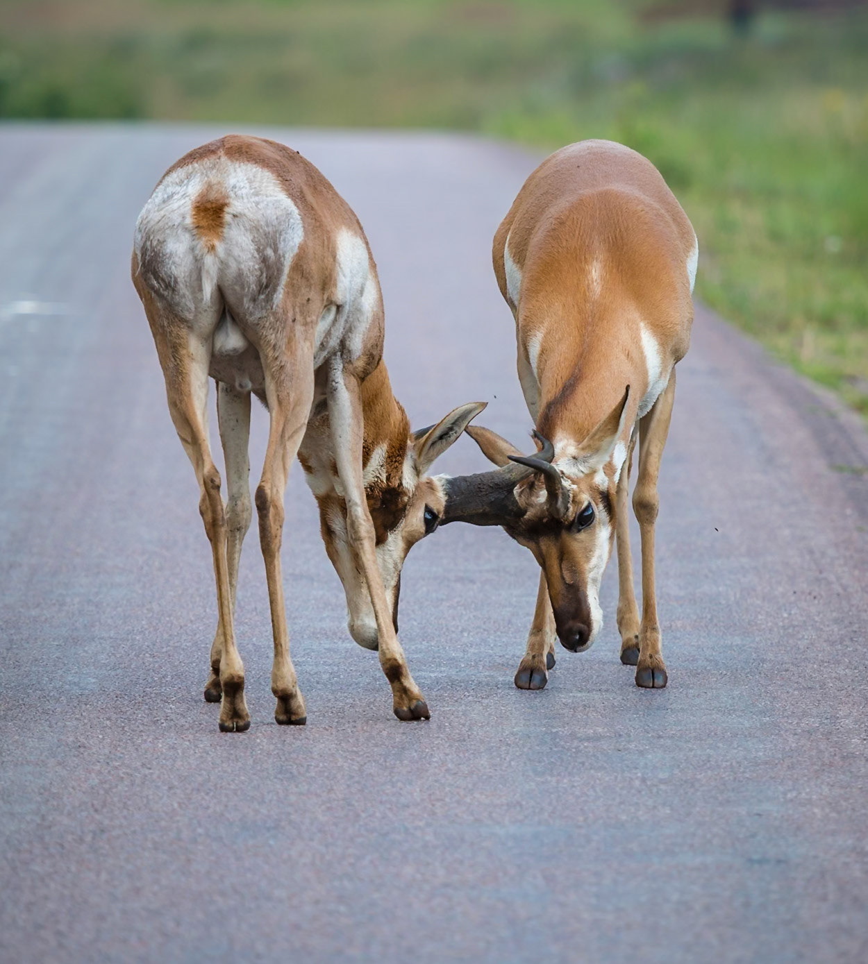 Two male pronghorn (Antilocapra americana) locking horns while sparring on a roadway in  Custer State Park near Custer, South Dakota, USA