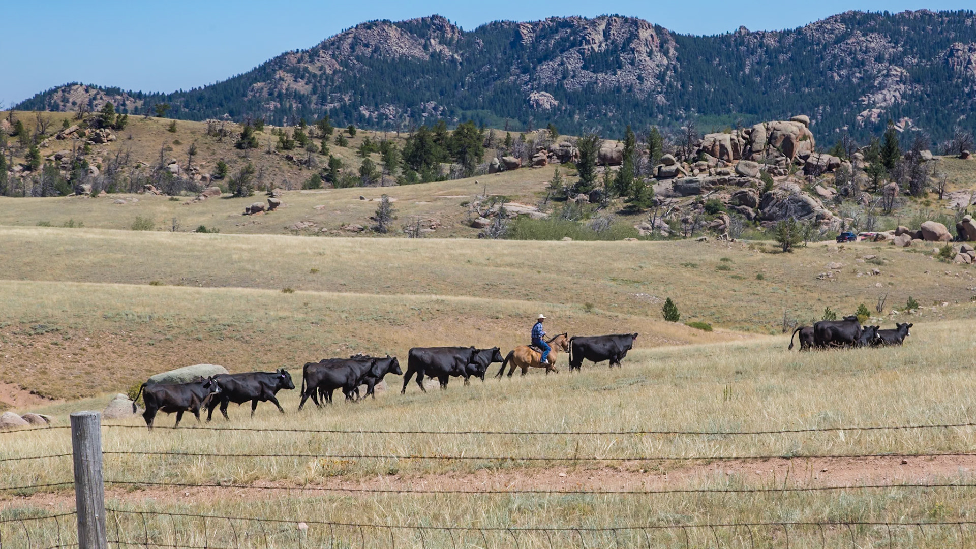 180811_104 Cowboy driving cattle through a field near the Vedauwoo Recreation Area of Medicine Bow National Forest in Wyoming