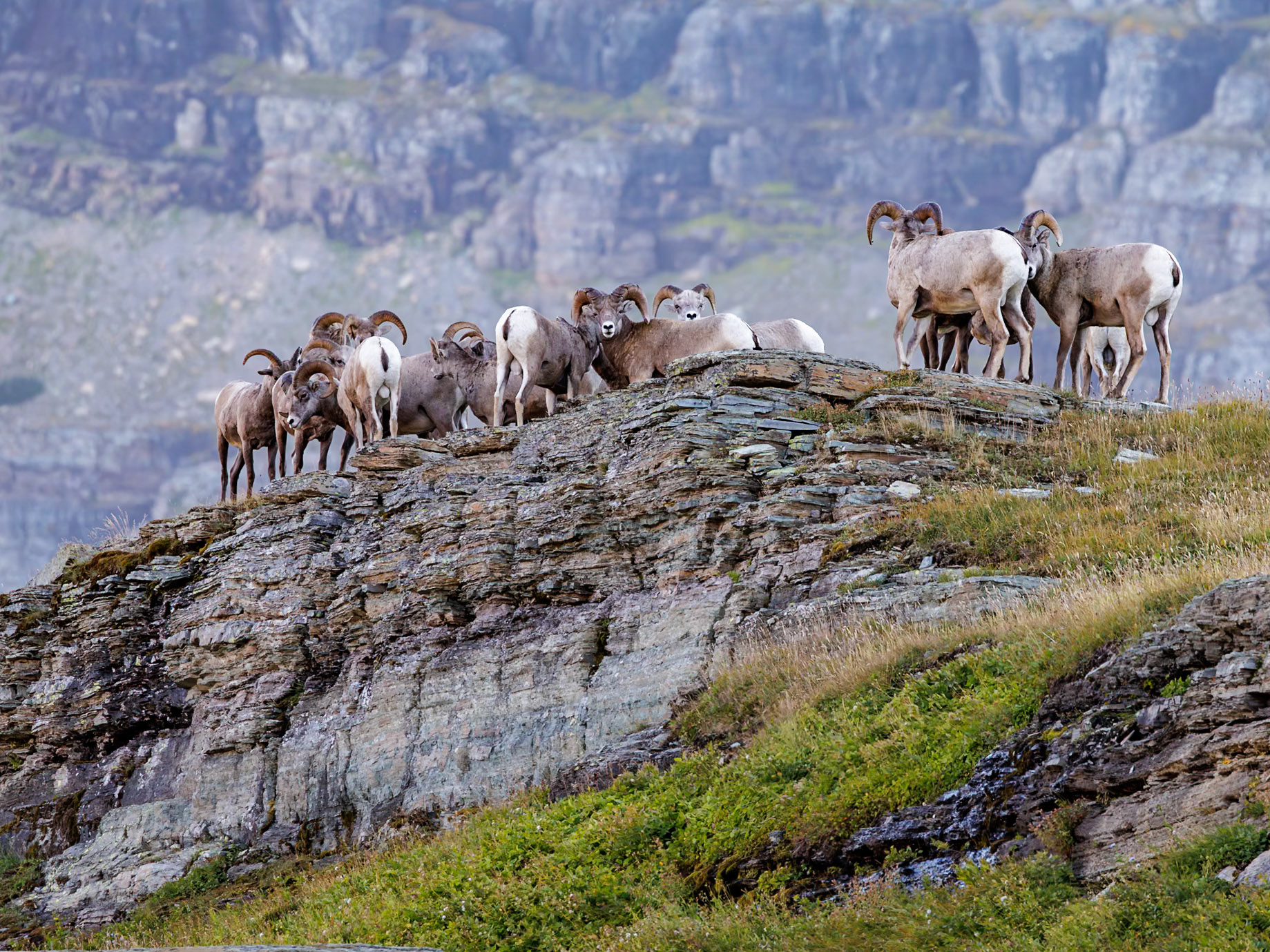 240905_157-E Bighorn Sheep (Ovis canadensis) on a ridge along the Hidden Lake Trail from the Logan Pass Visitor Center in Glacier Natioinal Park, Montana, USA