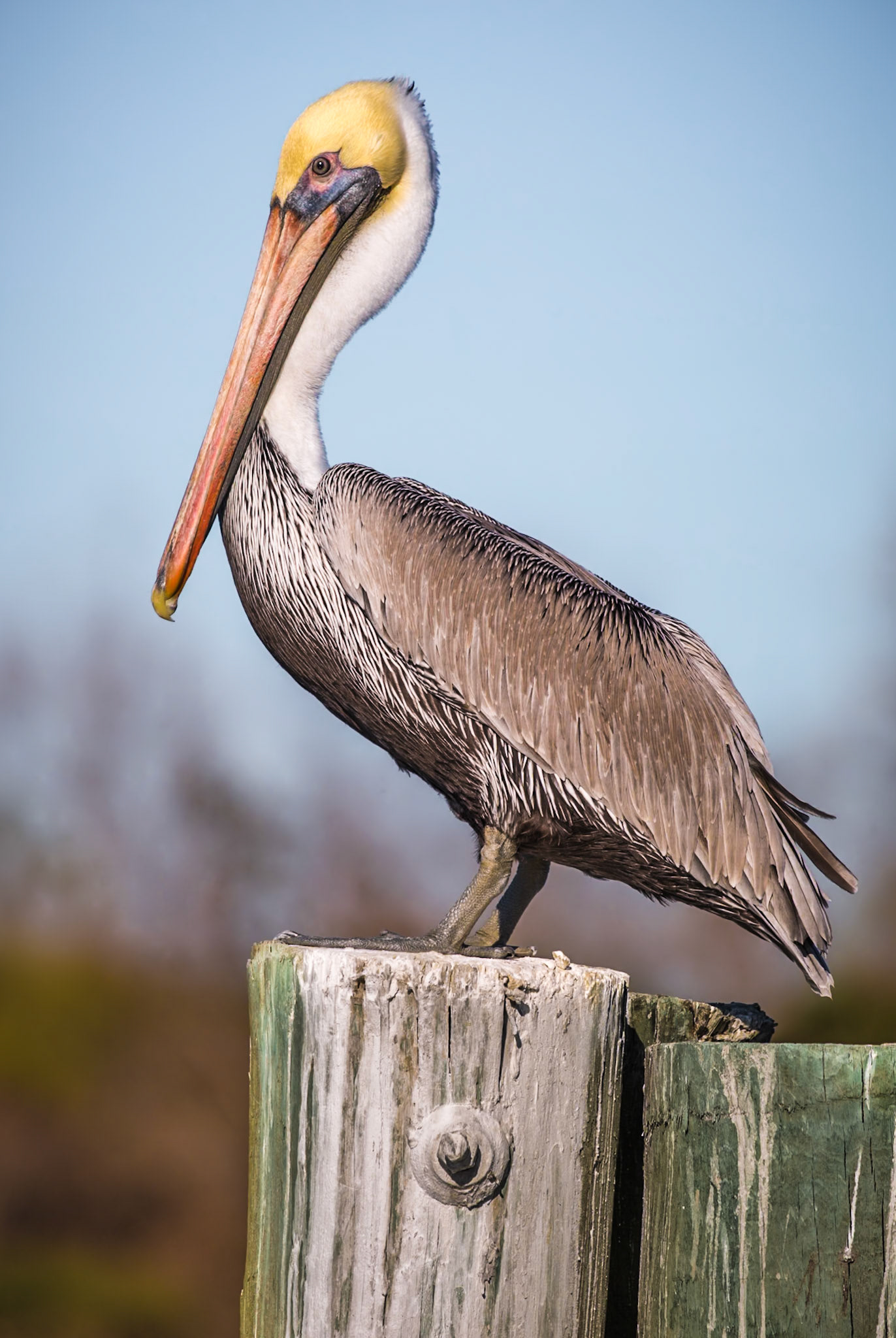 141213_520 Brown Pelican (Pelecanus occidentalis) perched on wooden pile