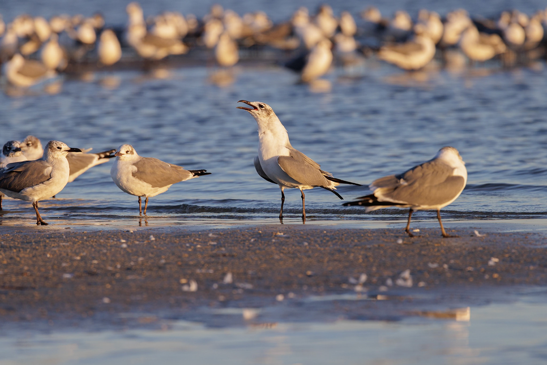 230125_182 Seagulls wading at the waterline searching for food along the Mississippi Gulf Coast in evening light