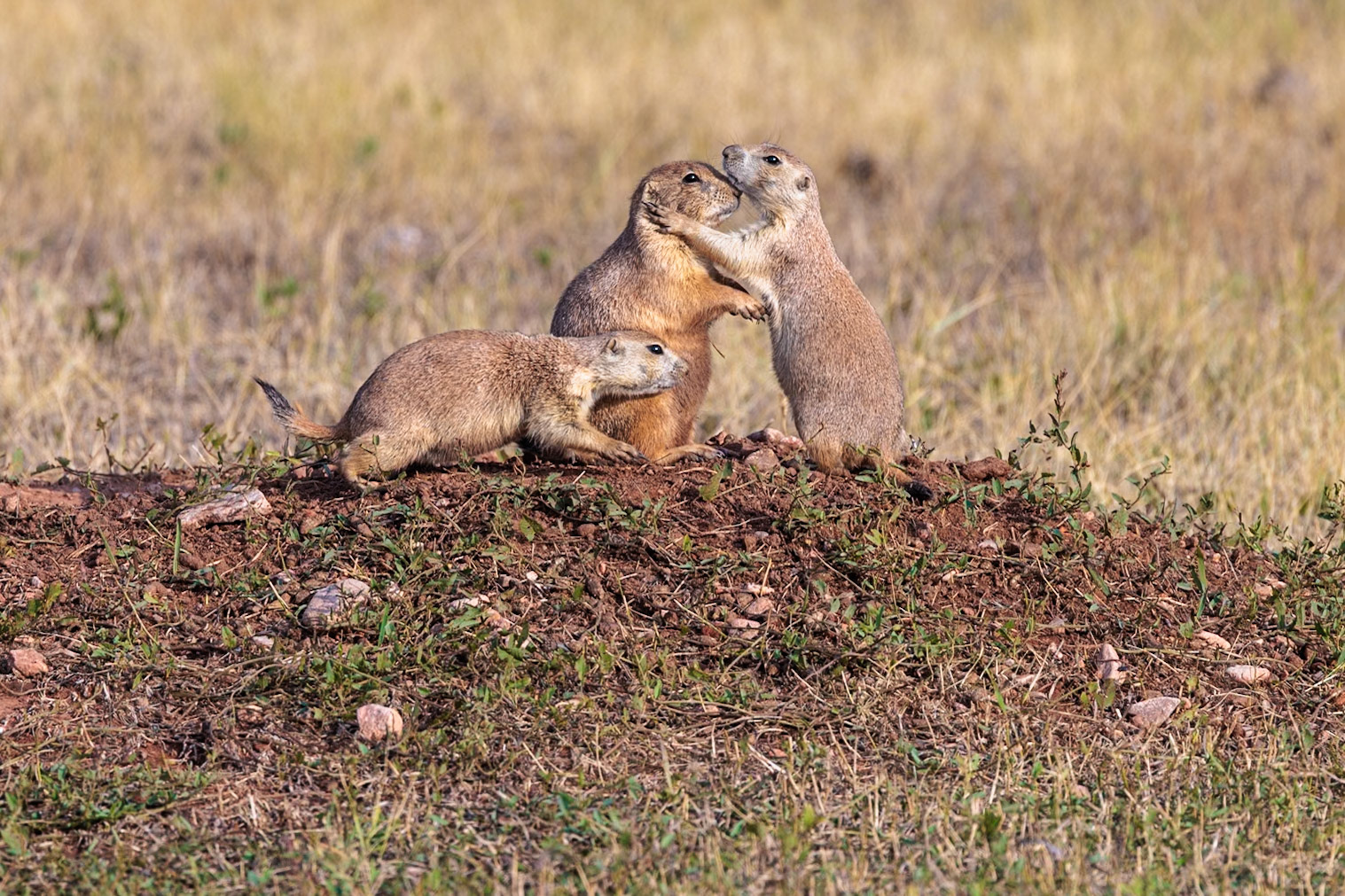 240816_13 Black tailed prairie dogs playing outside mound in a grassland prairie at Custer State Park near Custer, South Dakota, USA