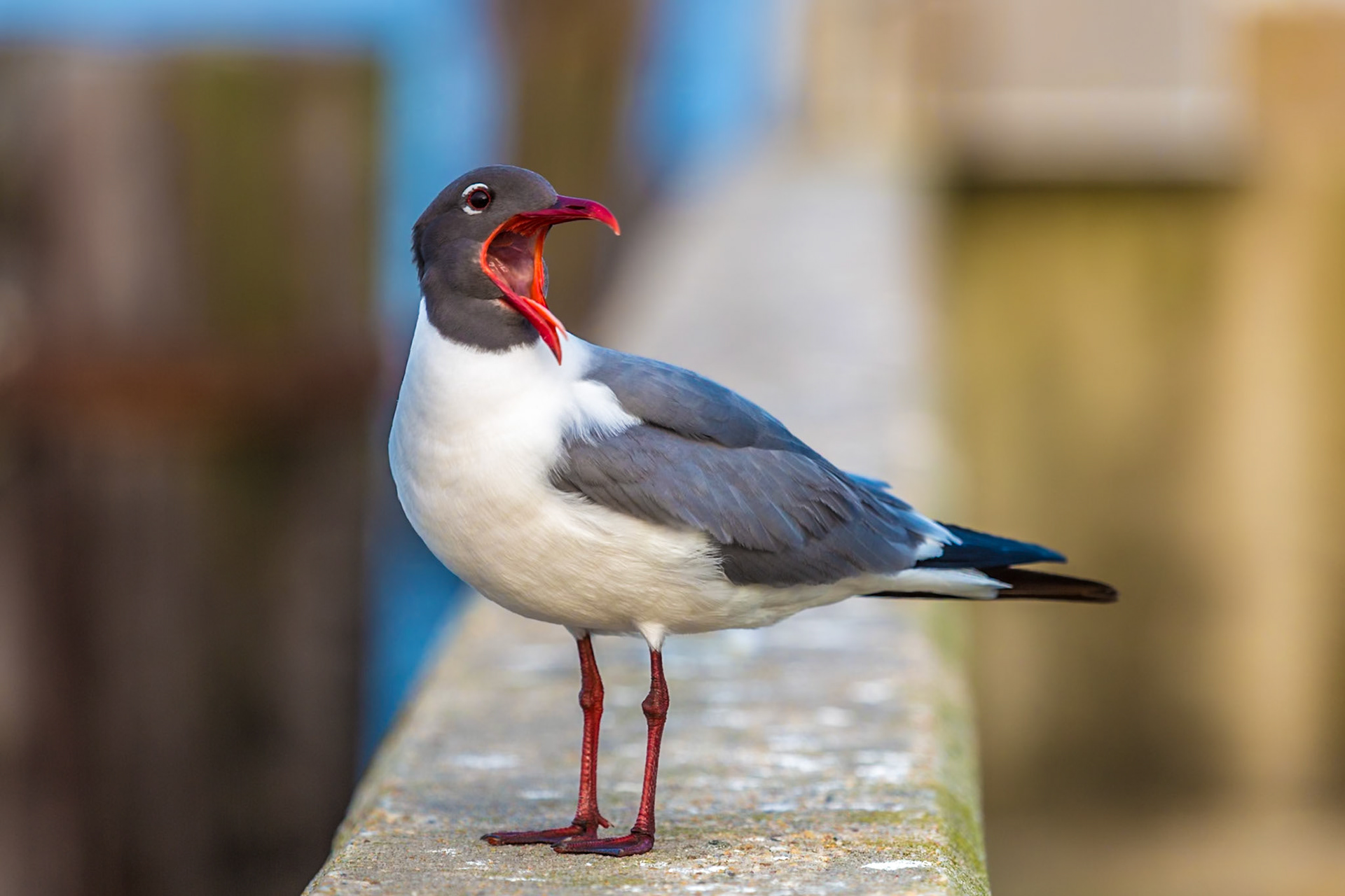 160429_083 Laughing Gull (Leucophaeus atricilla) perched on the sea wall at a harbor in Long Beach, Mississippi