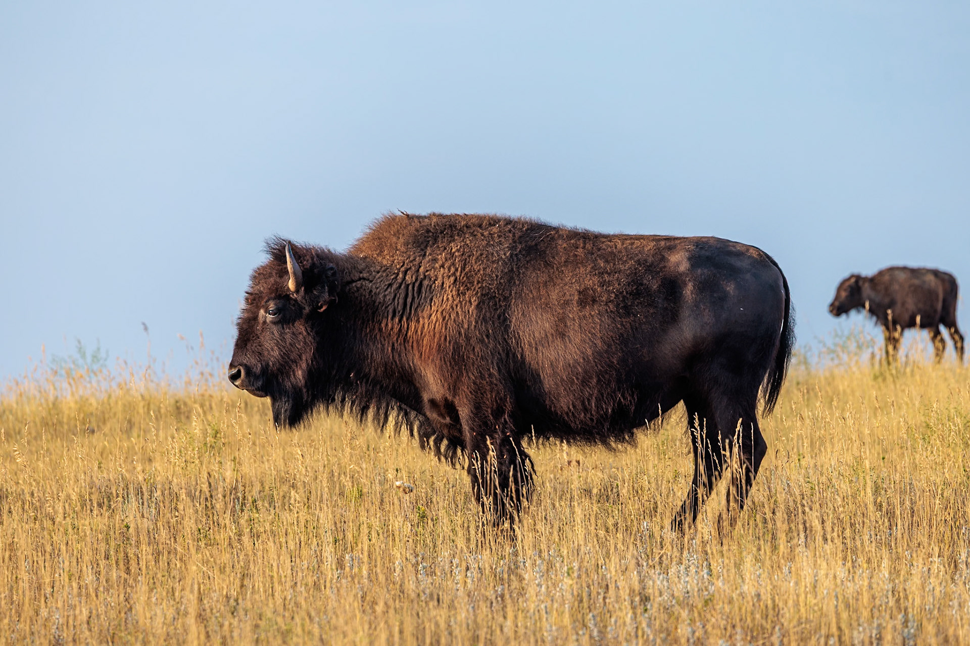 240816_060 American Buffalo (Bison bison) standing in a grassland prairie at Custer State Park near Custer, South Dakota, USA