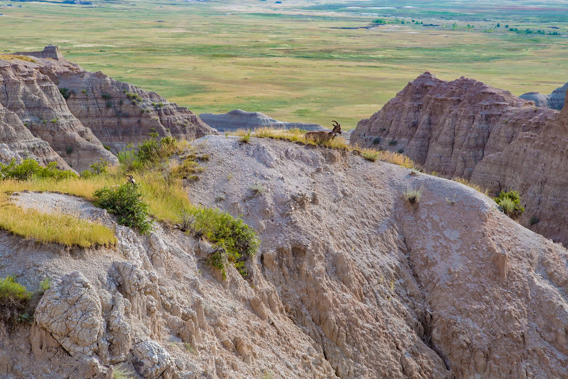 180816_229 Tagged Bighorn Sheep on a rock formation overlooking colorful layers of sedimentary rock  in the Badlands National Park in South Dakota, USA