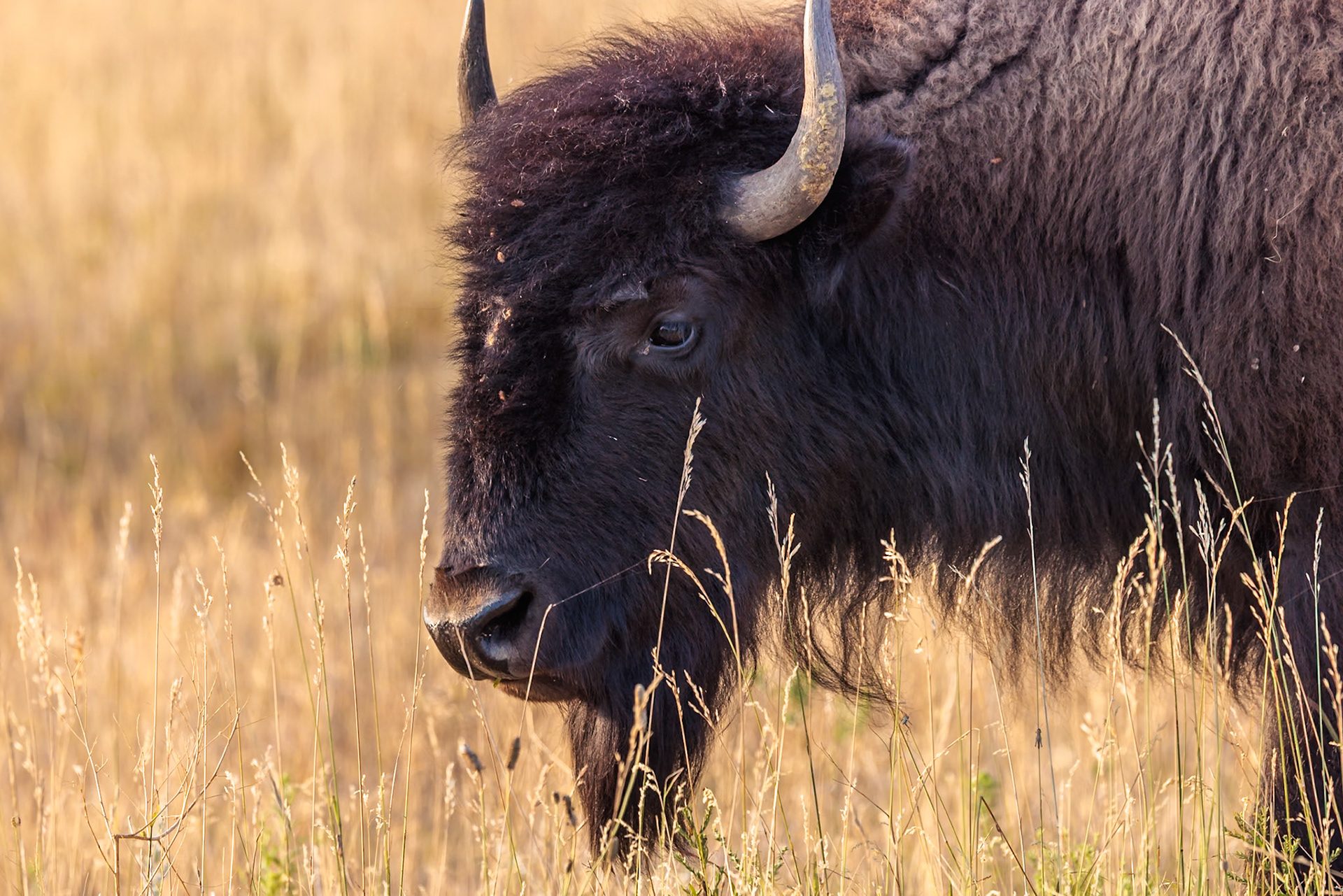 240816_067 American Buffalo (Bison bison) standing in a grassland prairie at Custer State Park near Custer, South Dakota, USA