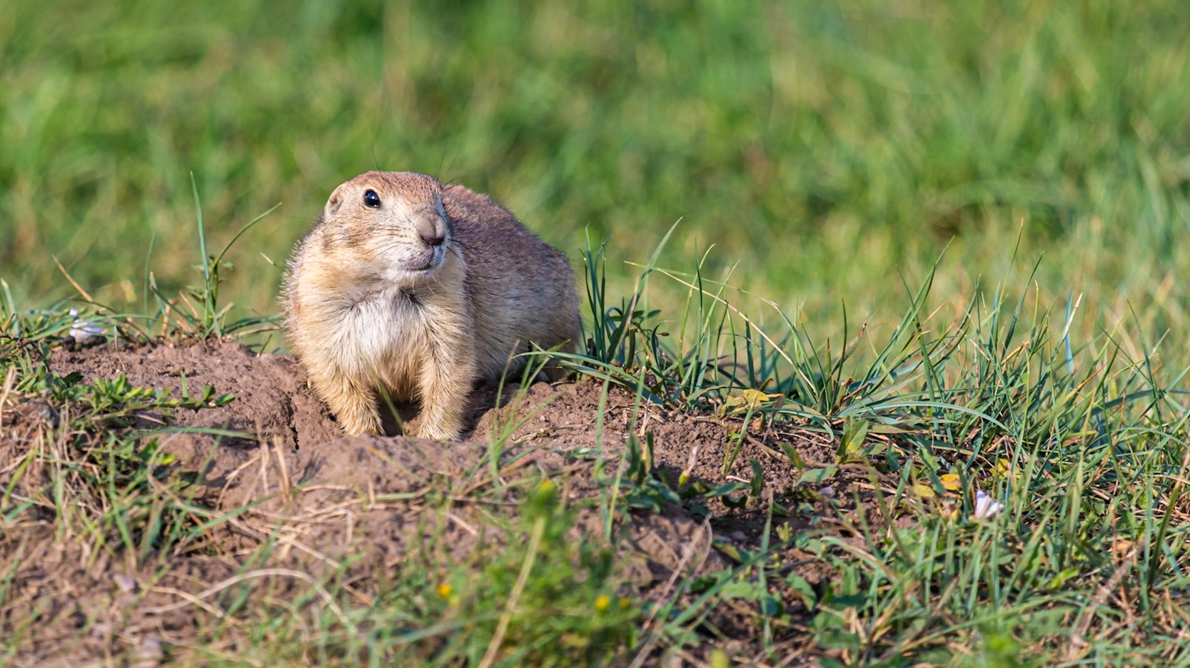 Black tailed prairie dog standing at its mound in a grassland prairie at Custer State Park near Custer, South Dakota, USA