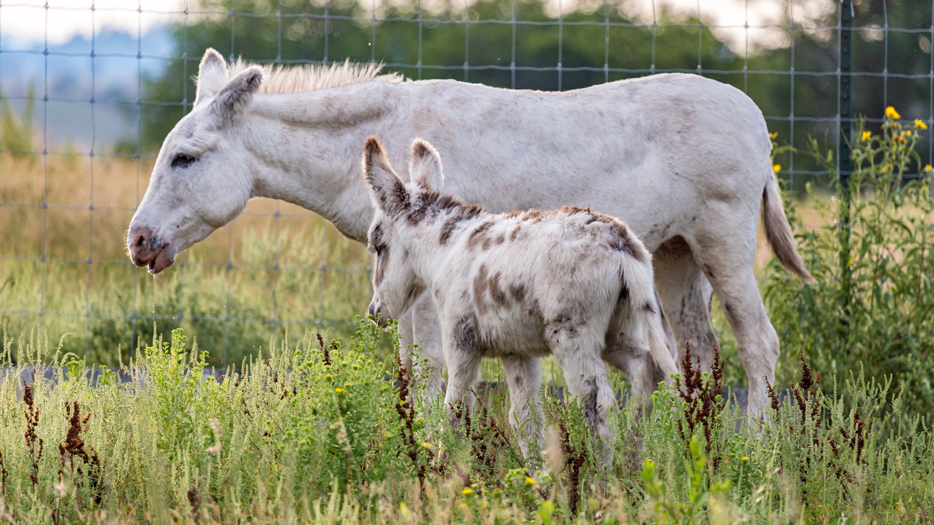 180814_268 Feral donkey foal (Equus africanus) standing next to its mother in a grassland prairie at Custer State Park near Custer, South Dakota, USA