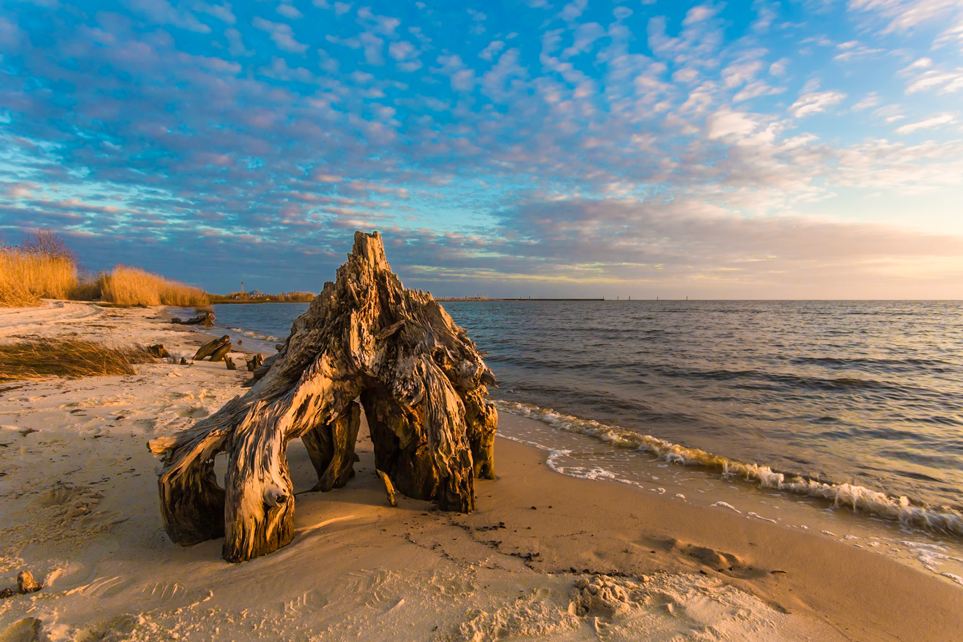 160220_307 Old driftwood tree stump along coastline at Lake Mars area of Ocean Springs, Mississippi