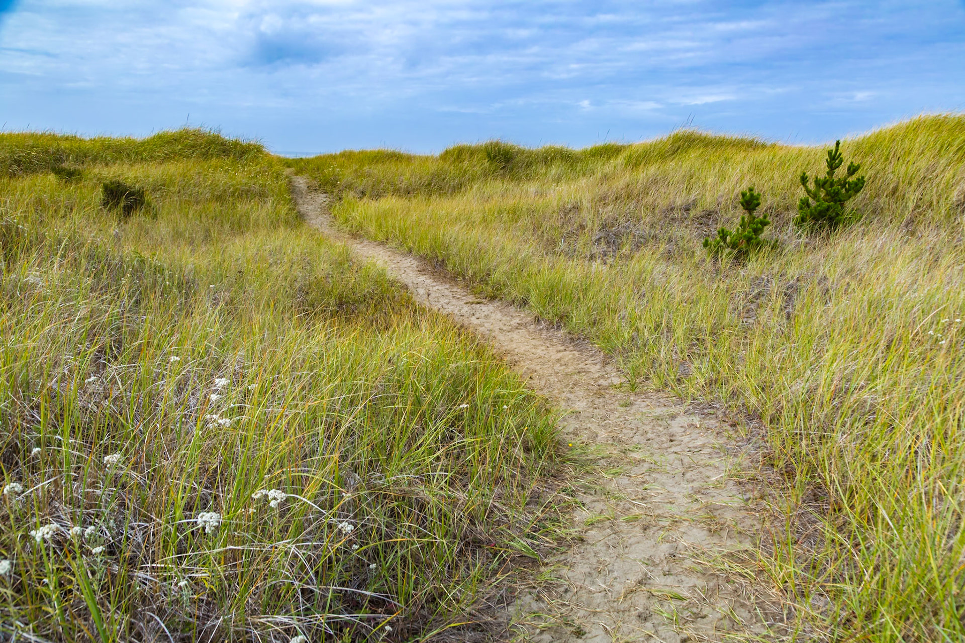 180910_026 Walking path through the high sea grass leading to the Pacific Ocean beach at Ocean City, Washington