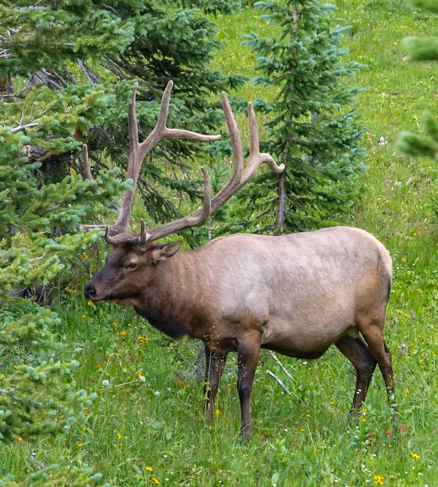 180802_037 Bull elk (Cervus canadensis) with velvet on antlers grazing in a clearing at Rocky Mountain National Park in Colorado