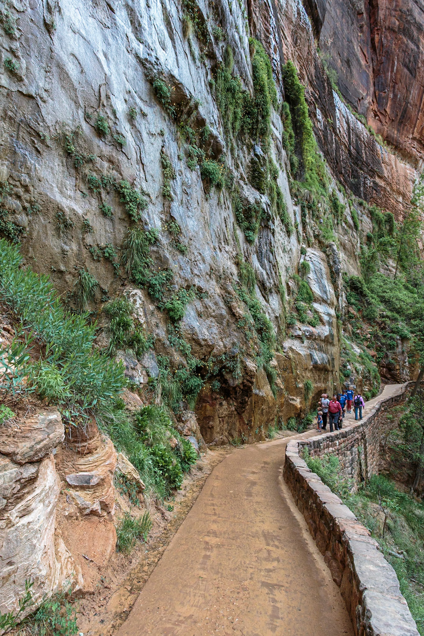 190531_430 Grasses and vegetation grow out of the wet sandstone rock along the Riverside Walk in the Temple of Sinawava area of Zion National Park, Utah